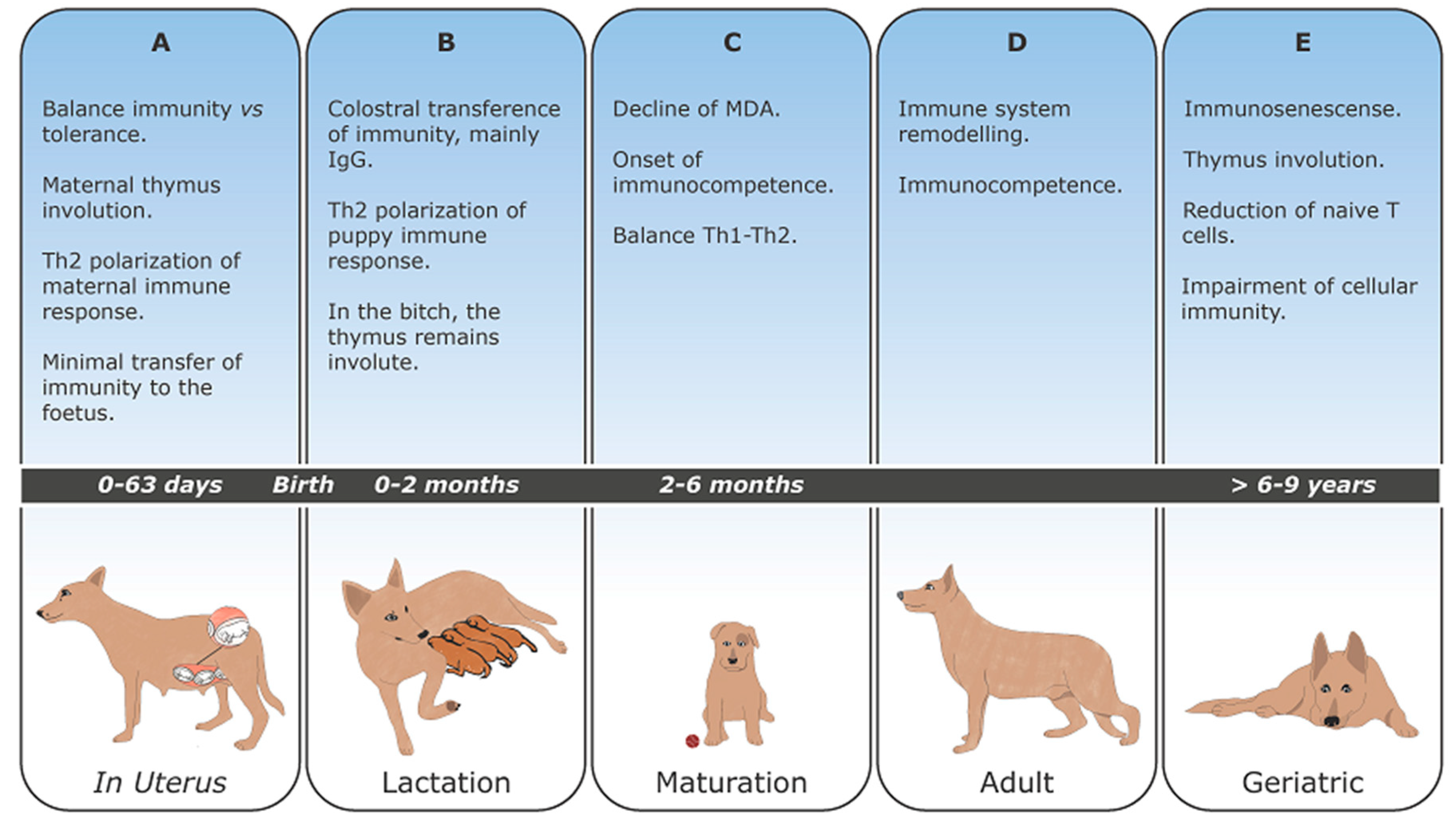 Veterinary Sciences | Free Full-Text | Development of Dog Immune System:  From in Uterus to Elderly | HTML