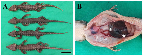 Veterinary Sciences | Free Full-Text | A Case of Mortality Caused by  Aeromonas hydrophila in Wild-Caught Red-Eyed Crocodile Skinks (Tribolonotus  gracilis)
