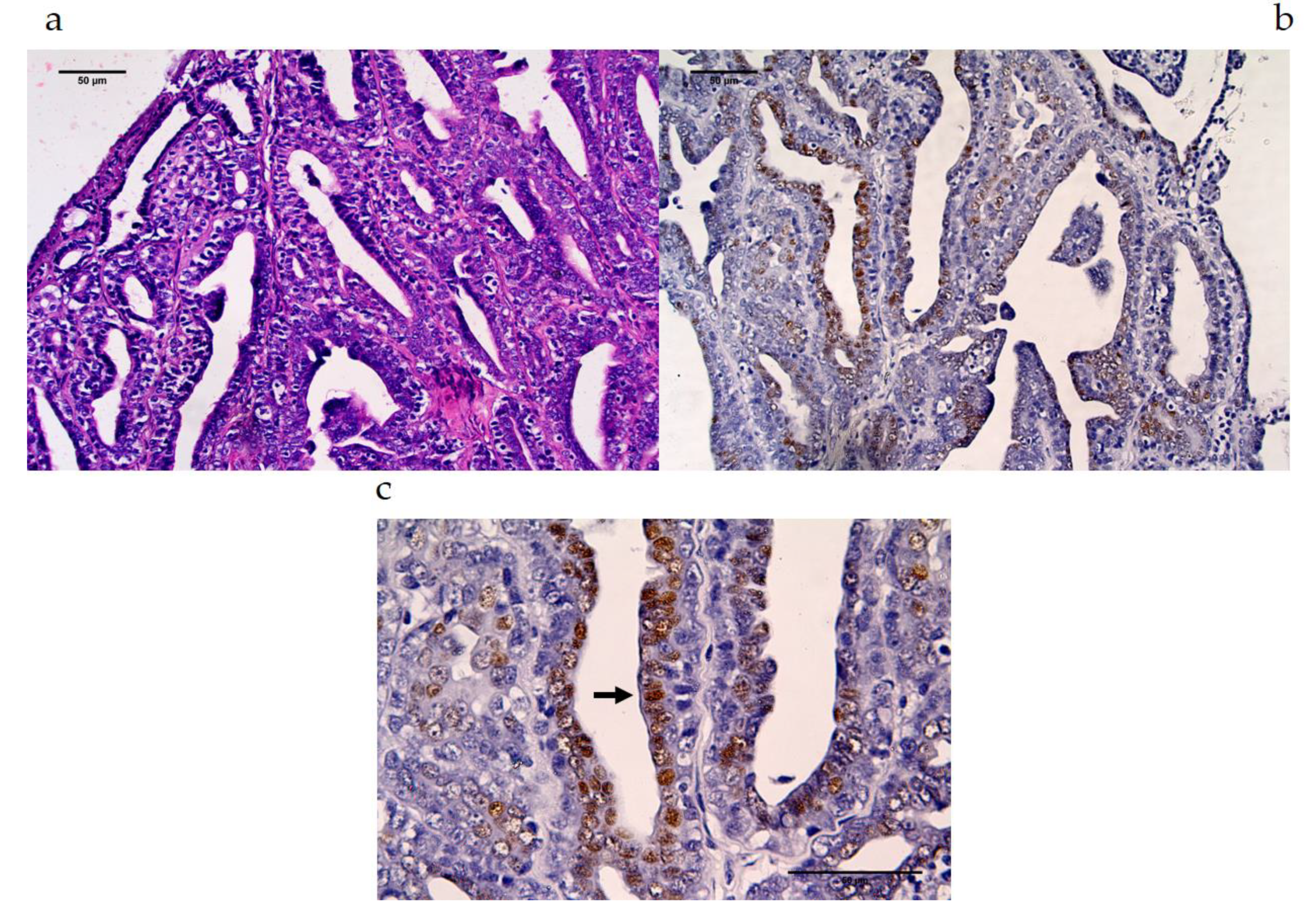 Vetsci 07 00109 g004 Vetsci 07 00109 g004