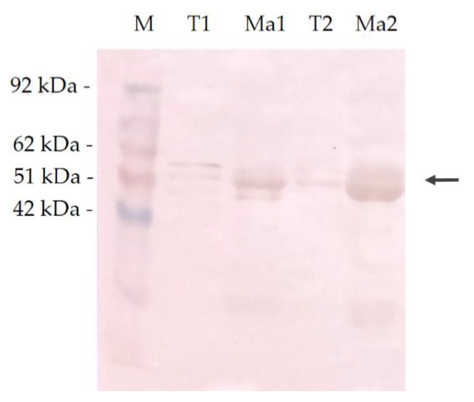 Vetsci 07 00109 g005 Vetsci 07 00109 g005