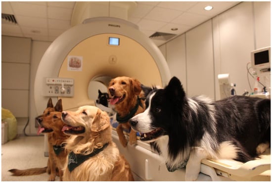 Veterinary Sciences | Free Full-Text | Longitudinal Volumetric Assessment of  Ventricular Enlargement in Pet Dogs Trained for Functional Magnetic  Resonance Imaging (fMRI) Studies