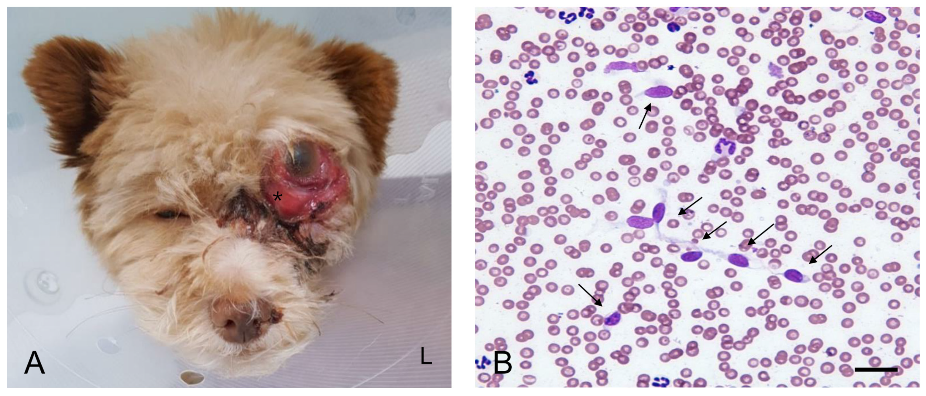 Veterinary Sciences Free Full Text Primary Retrobulbar Leiomyosarcoma In A Dog A Case Report Html