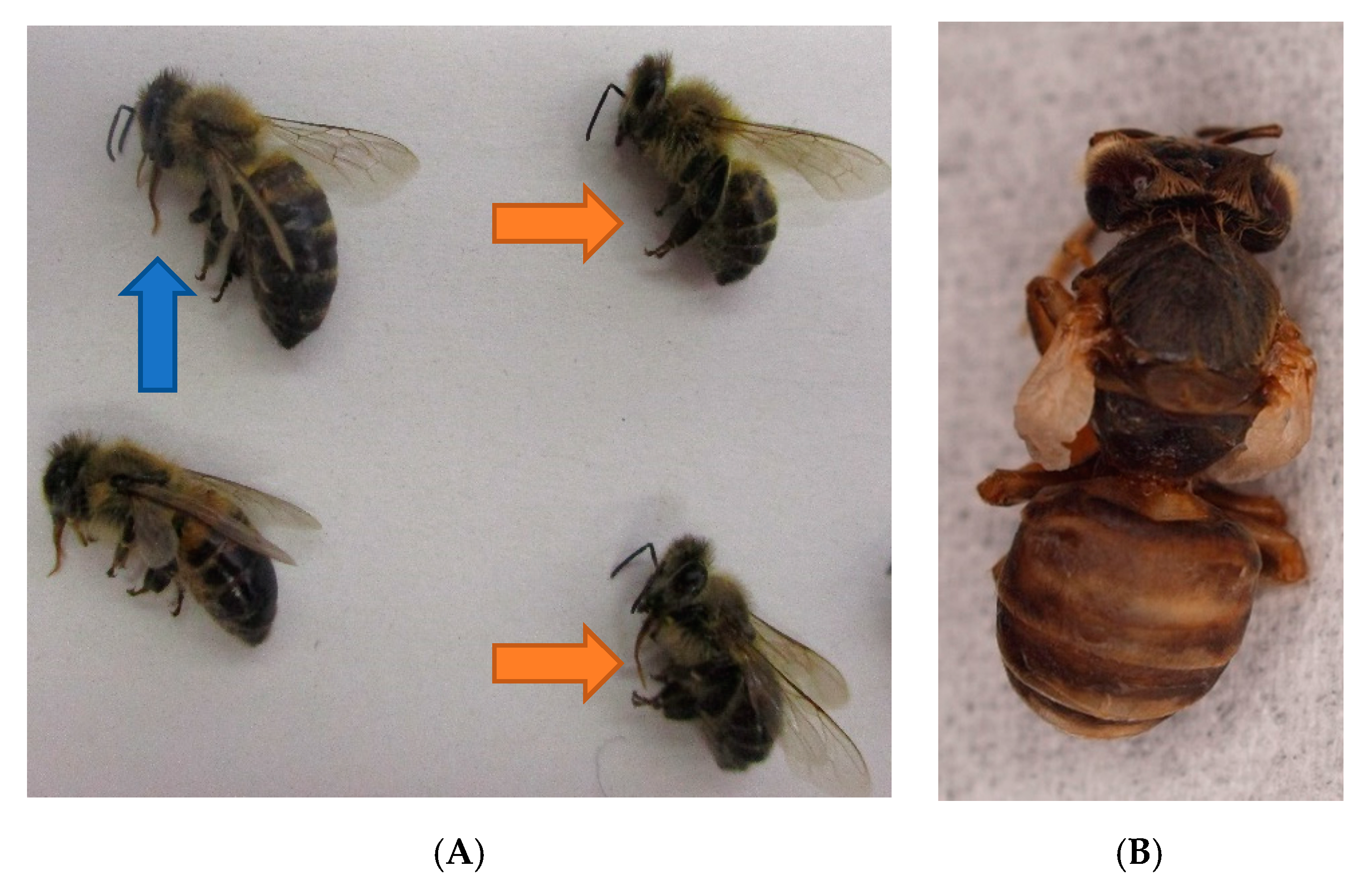 veterinary sciences free full text veterinary diagnostic approach of common virus diseases in adult honeybees html