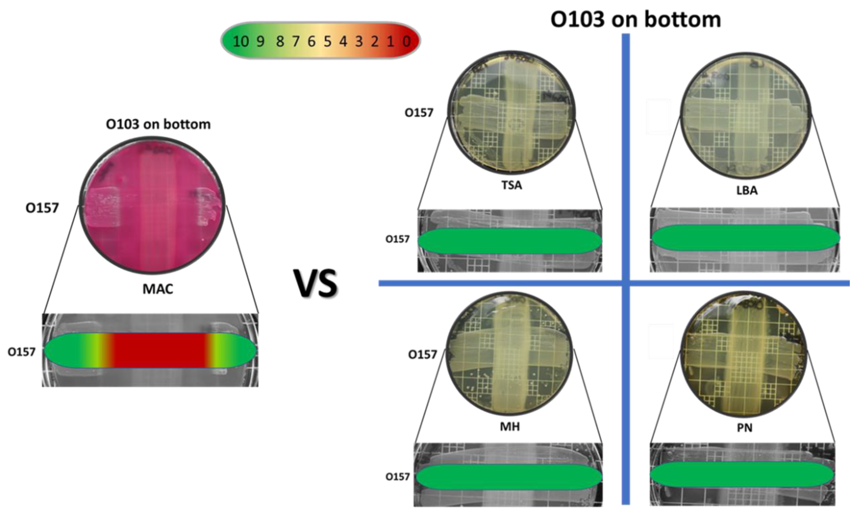 Vetsci 07 00184 g002