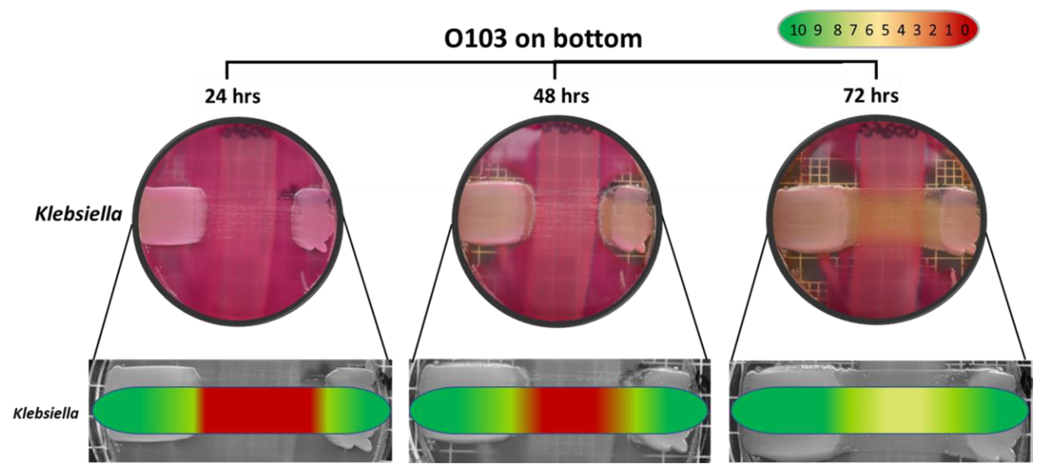 Vetsci 07 00184 g006
