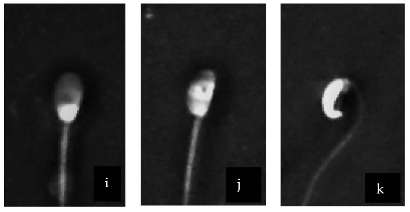 Vetsci 08 00079 g002b Vetsci 08 00079 g002b