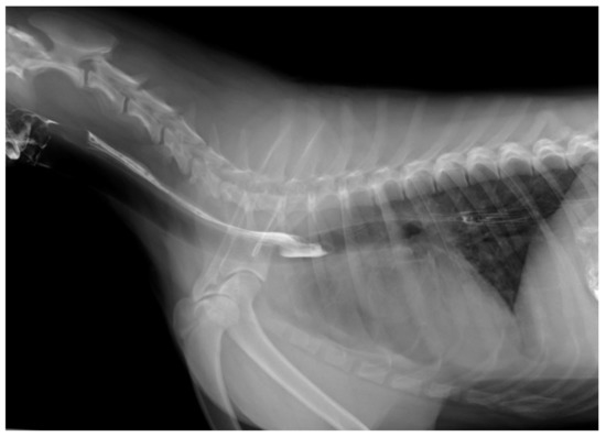 can a dog have an x ray without anaesthetic