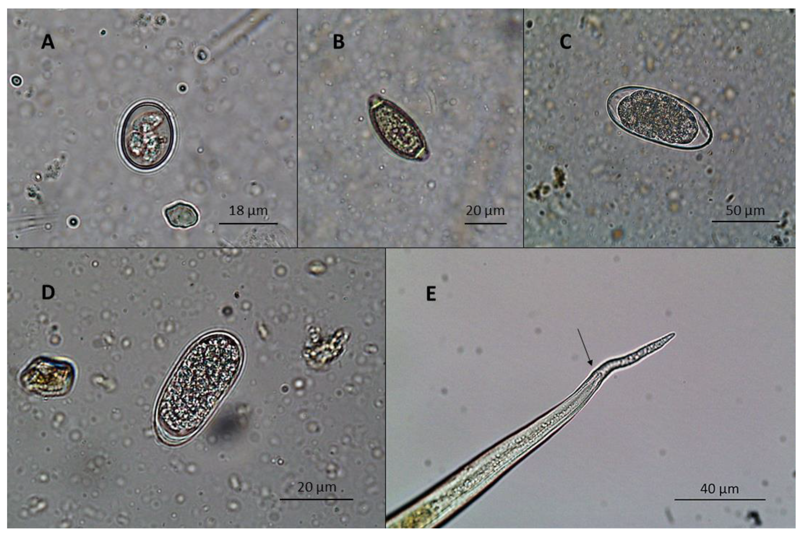 Vetsci 08 00160 g003 Vetsci 08 00160 g003