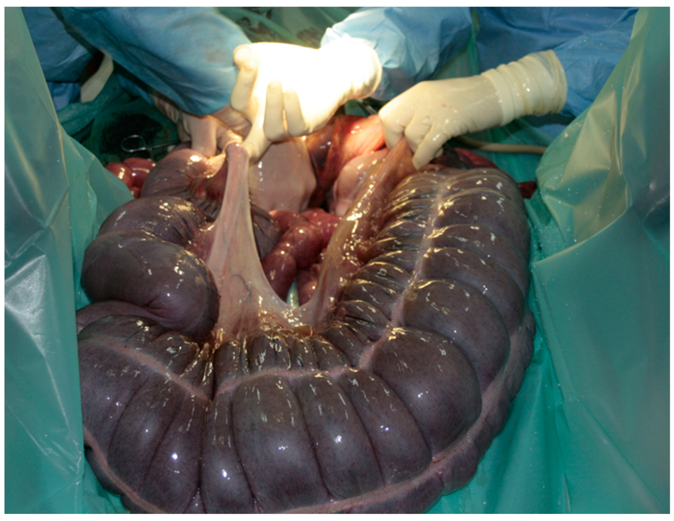 Vetsci 08 00193 g002 Vetsci 08 00193 g002