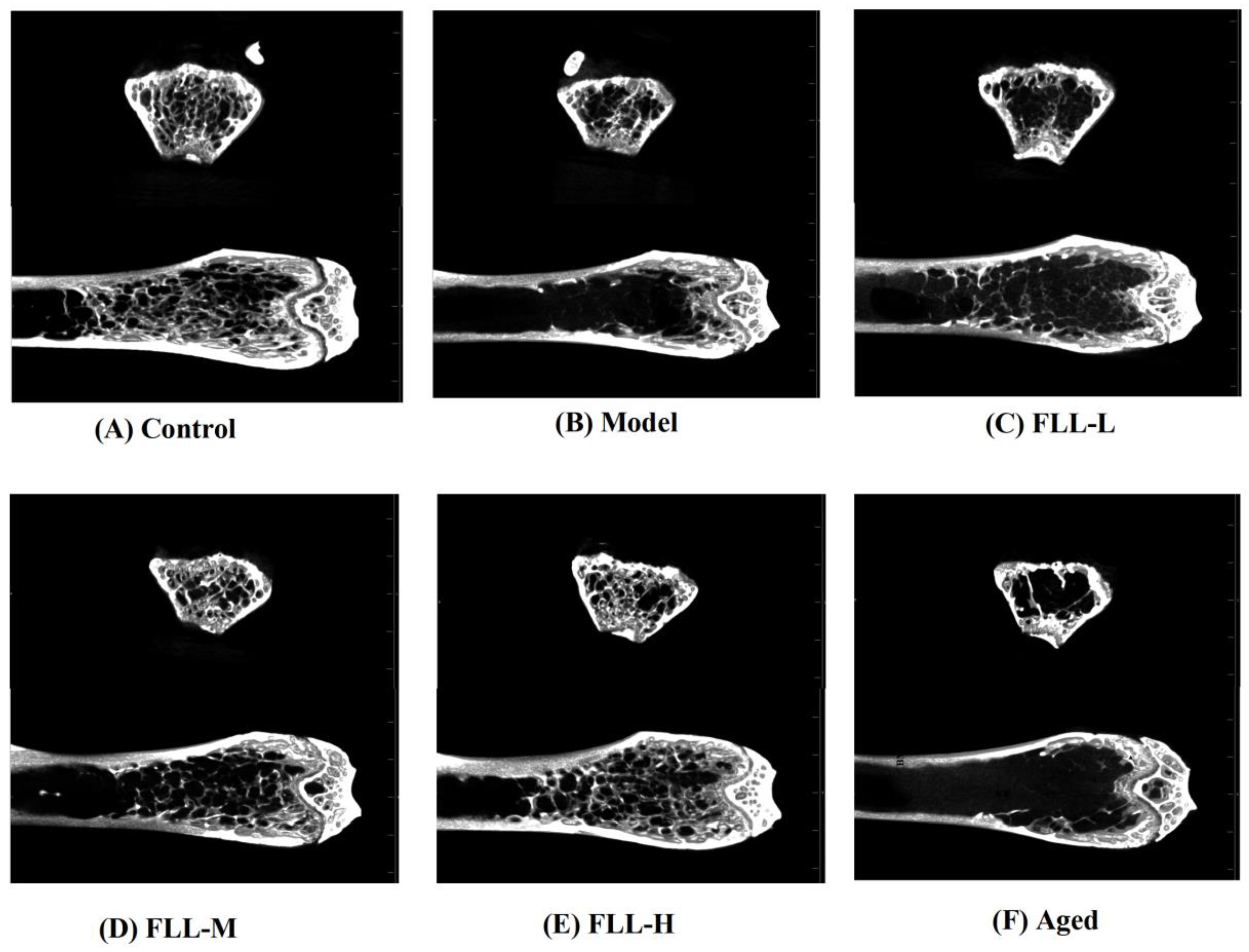 Vetsci 08 00198 g004
