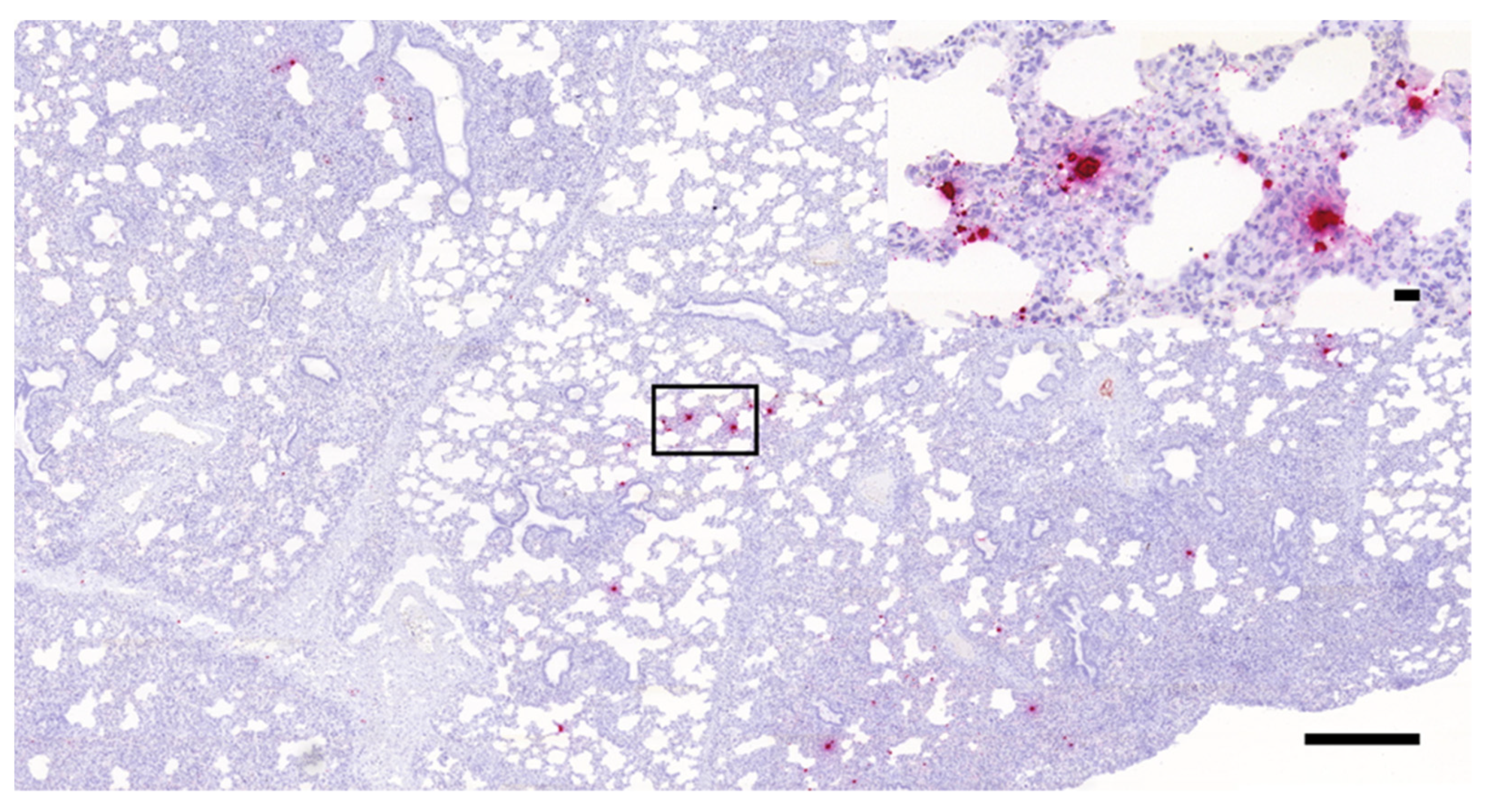 Vetsci 08 00235 g002