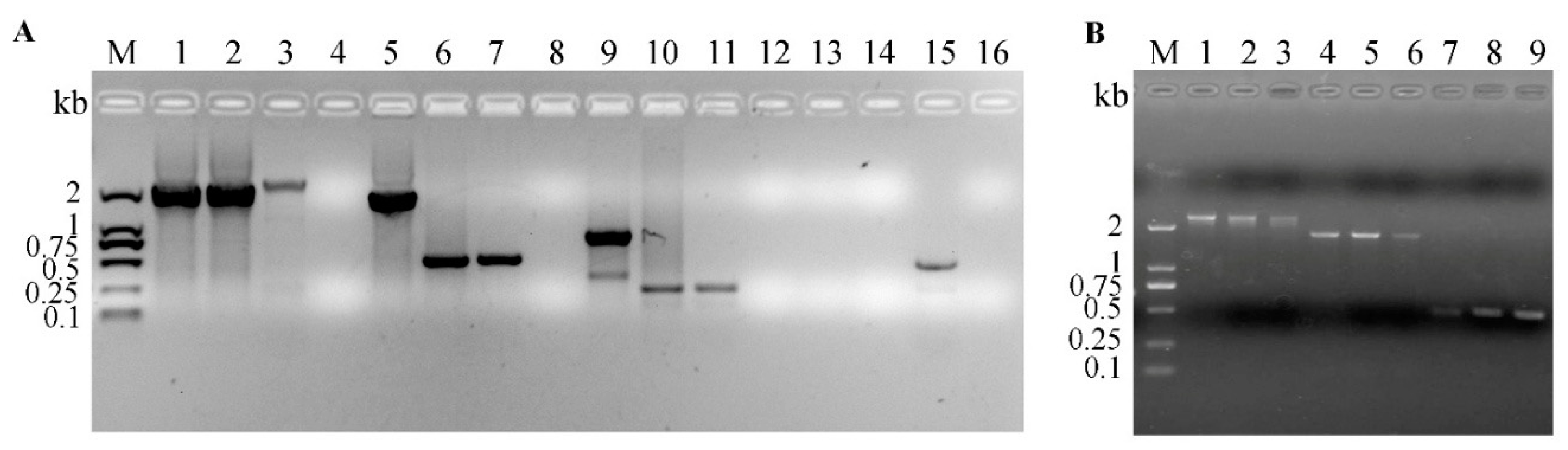 Vetsci 08 00253 g001 Vetsci 08 00253 g001