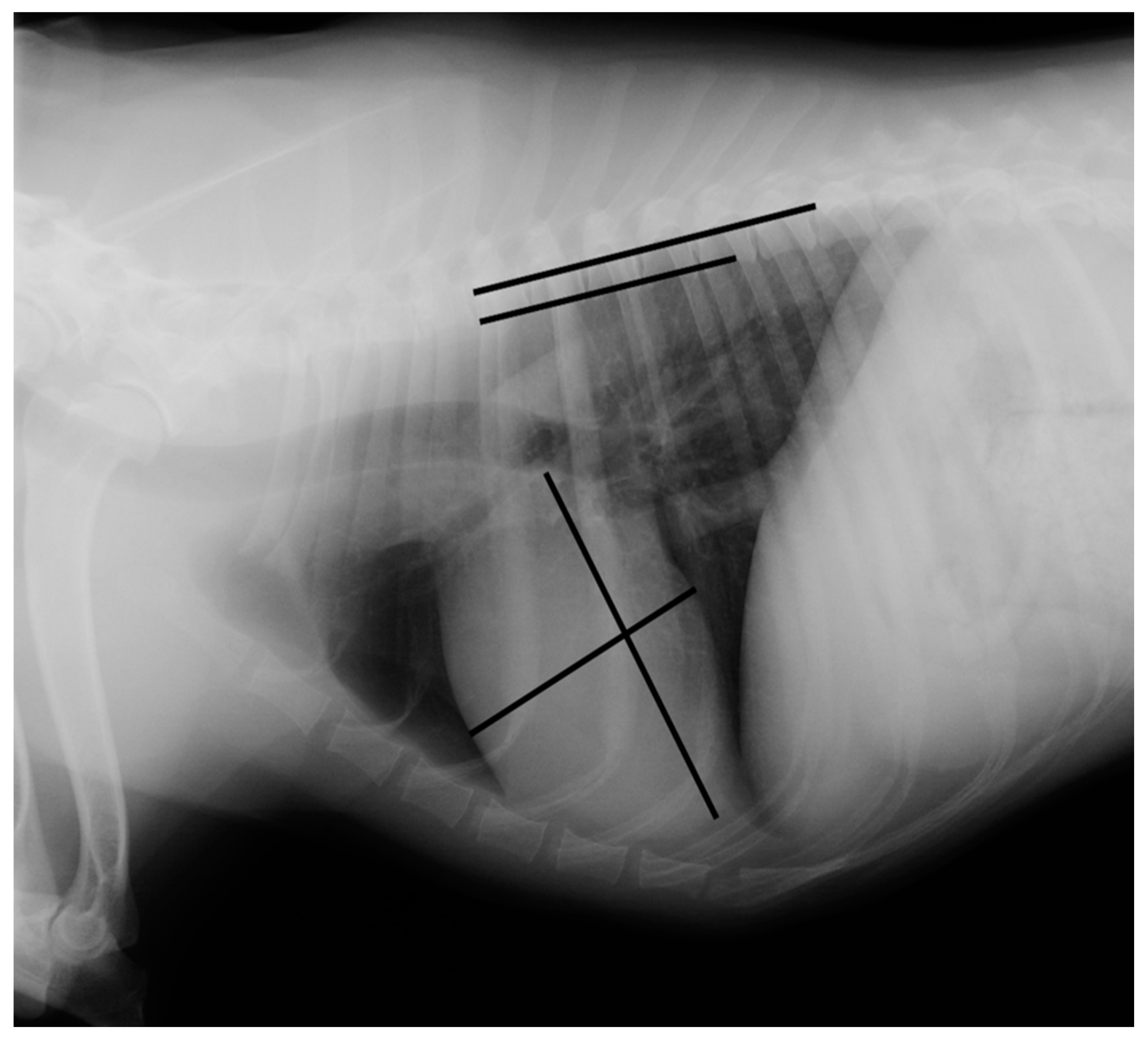 Veterinary Sciences | Free Full-Text | Vertebral Heart Scale for the  Brittany Spaniel: Breed-Specific Range and Its Correlation with Heart  Disease Assessed by Clinical and Echocardiographic Findings