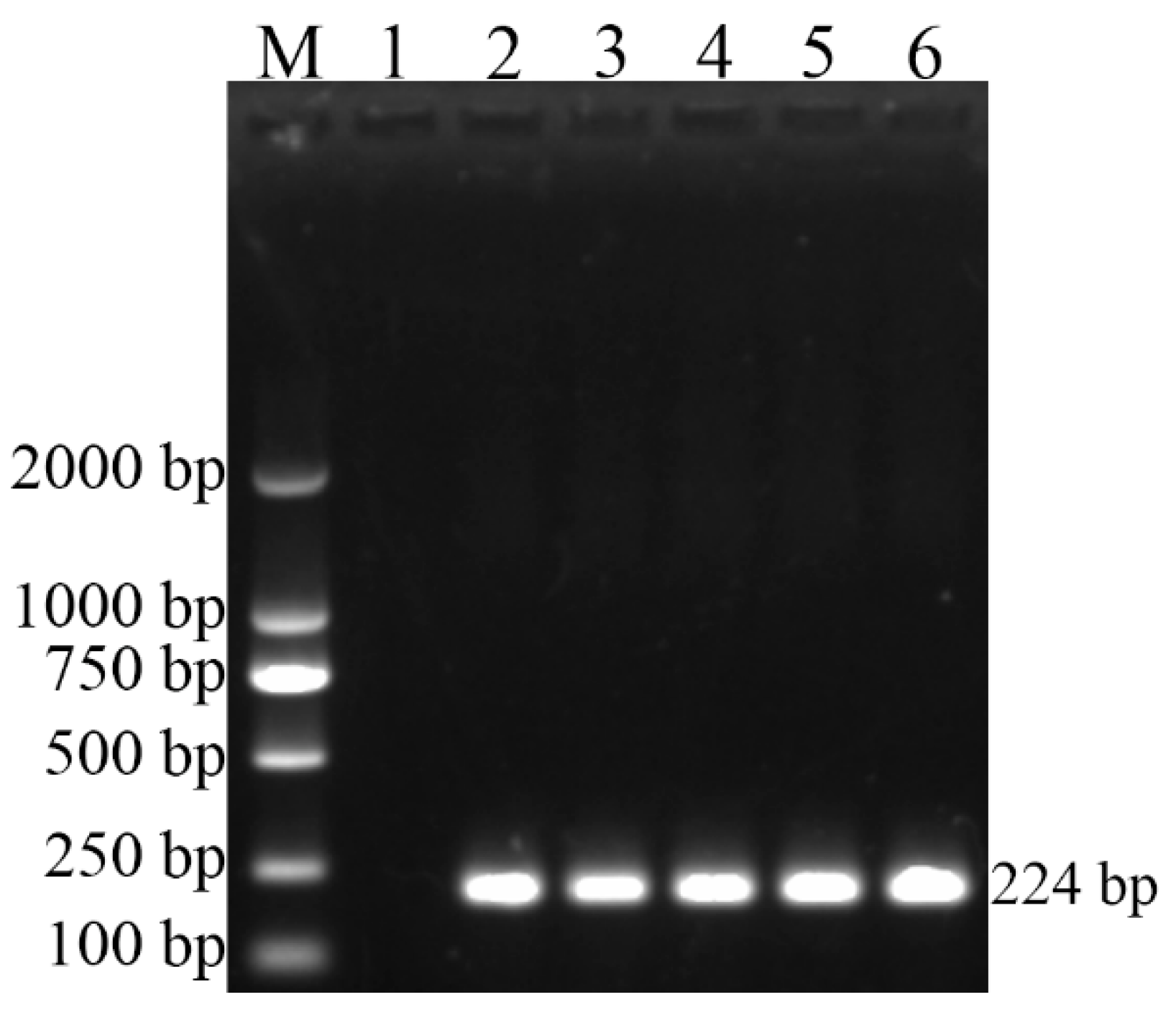 Vetsci 09 00022 g001