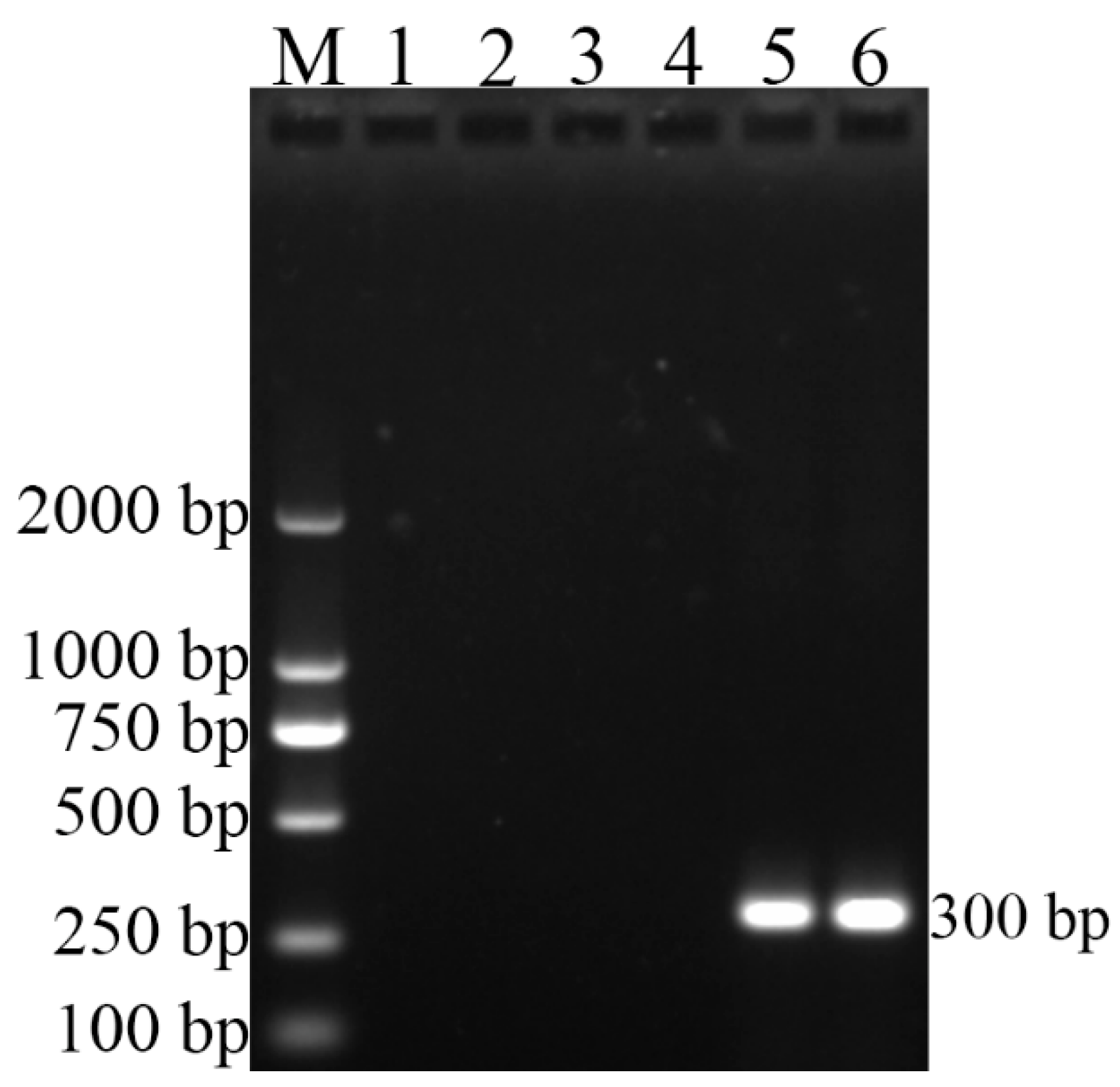 Vetsci 09 00022 g002