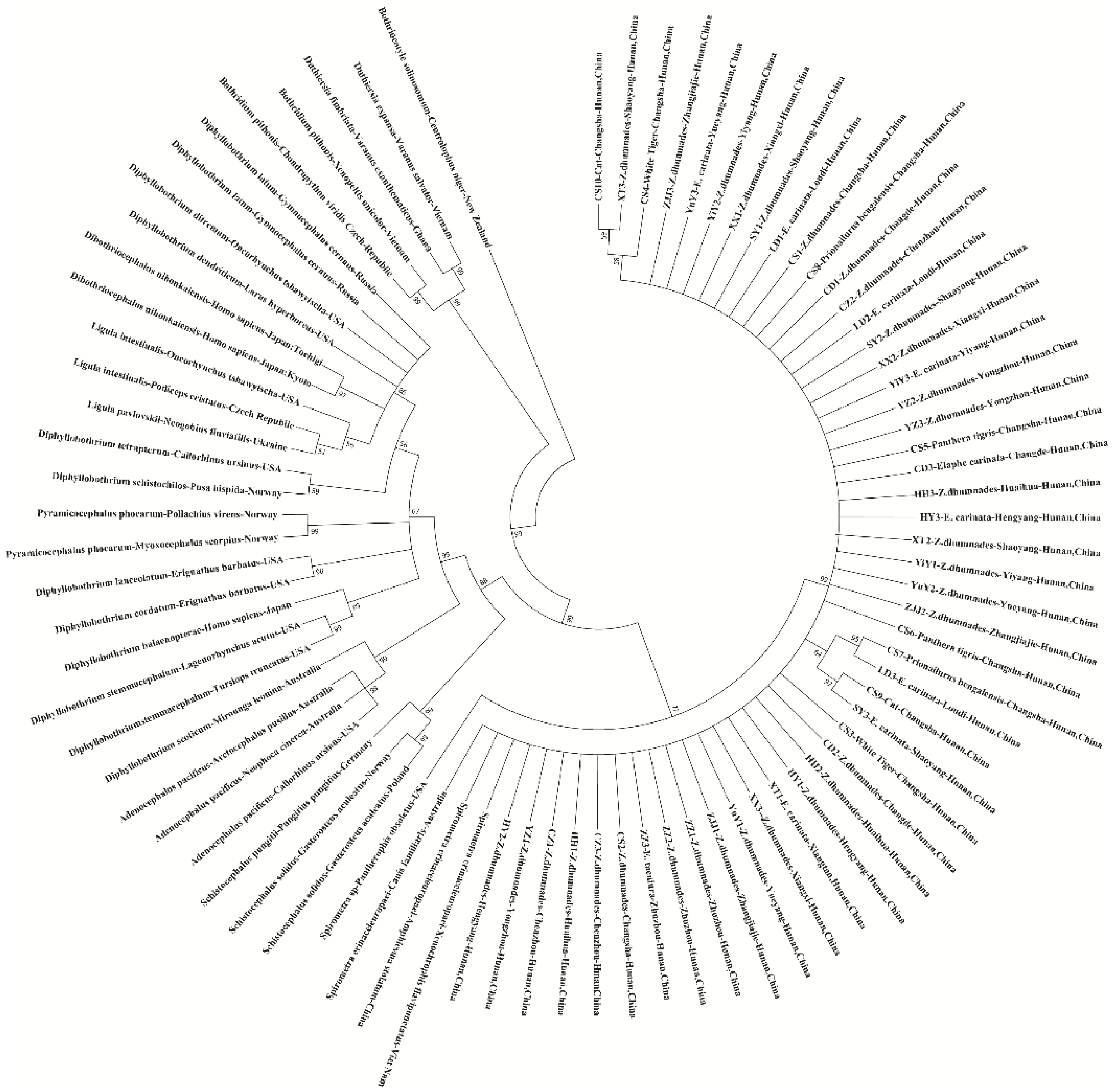 Veterinary Sciences | Free Full-Text | Molecular Characterization and ...