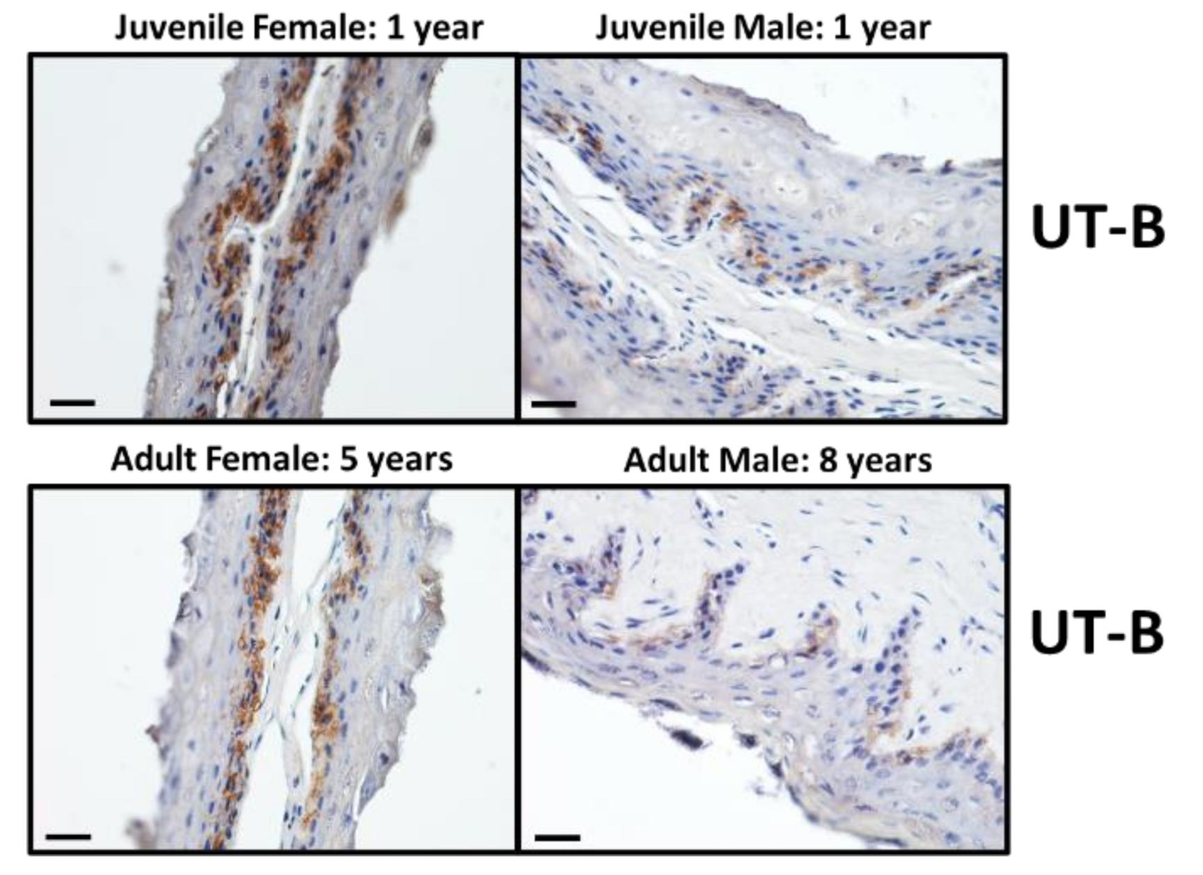 Veterinary Sciences Free Full Text Sex Related Differences In Ut B Urea Transporter 