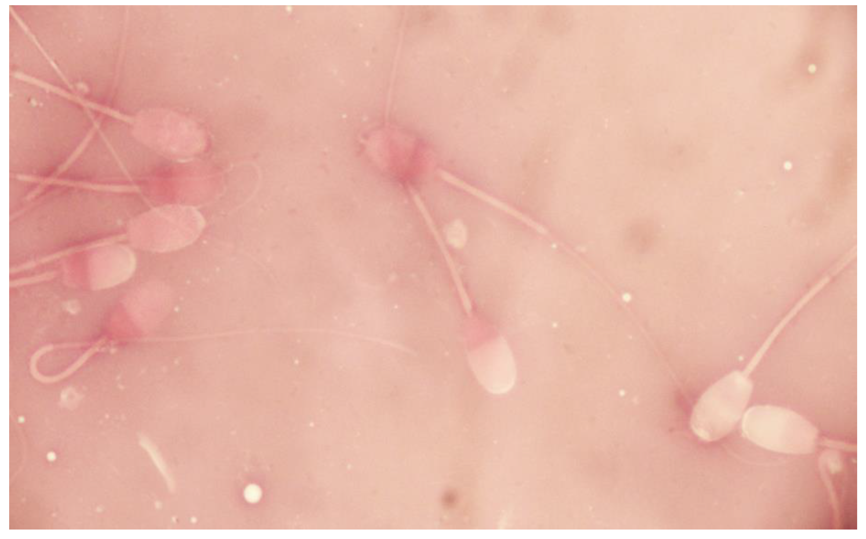 Vetsci 09 00086 g004 Vetsci 09 00086 g004