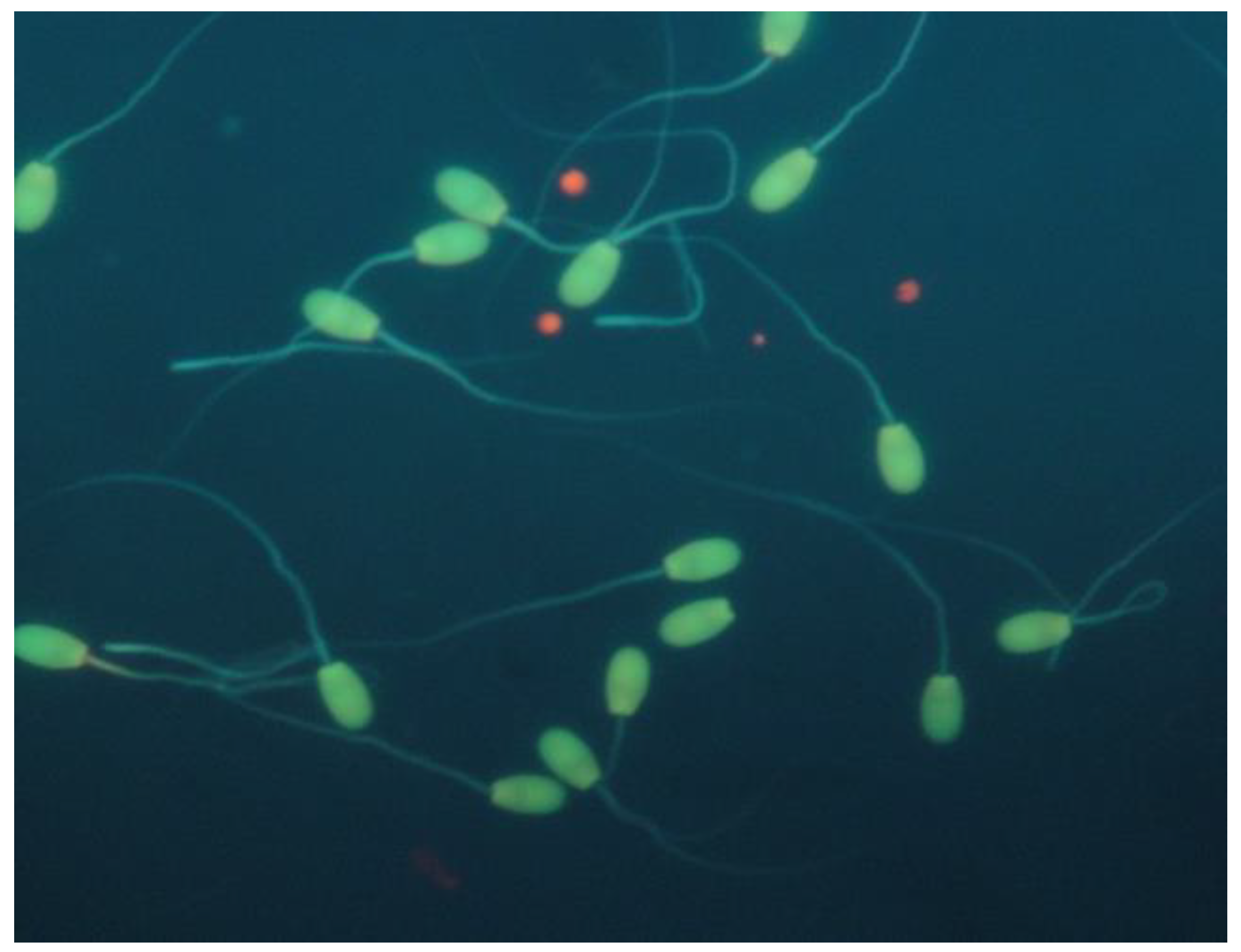 Vetsci 09 00086 g005 Vetsci 09 00086 g005