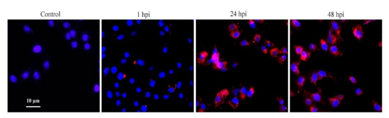 Vetsci 09 00101 g001