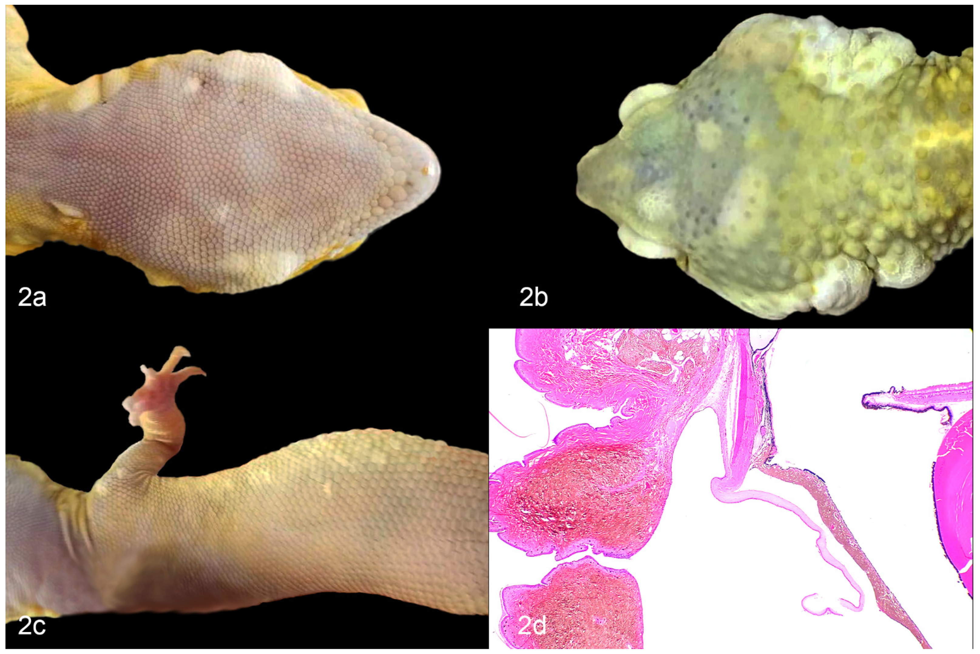 Vetsci 09 00115 g002