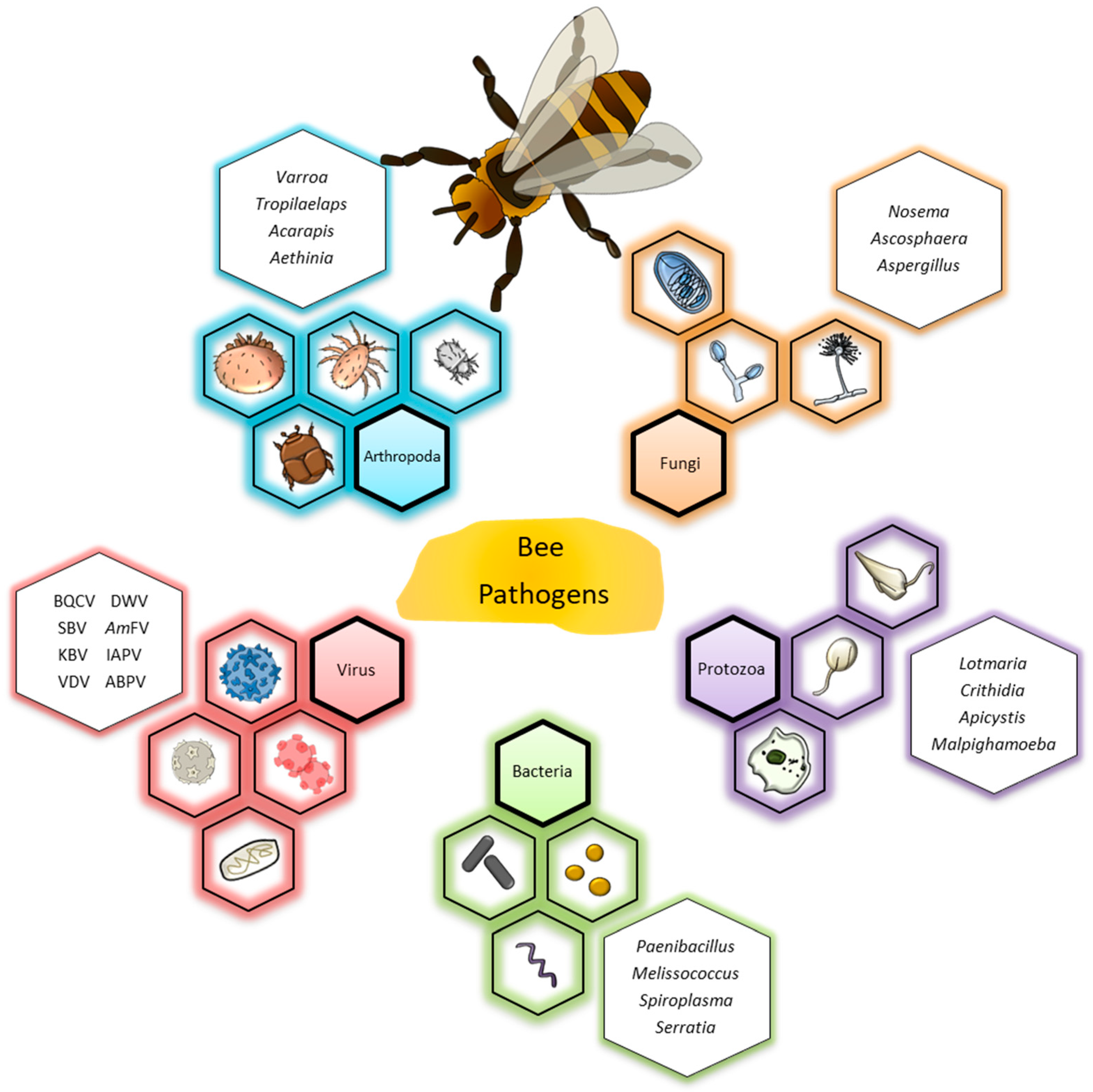Ways to Differentiate Honey Bees