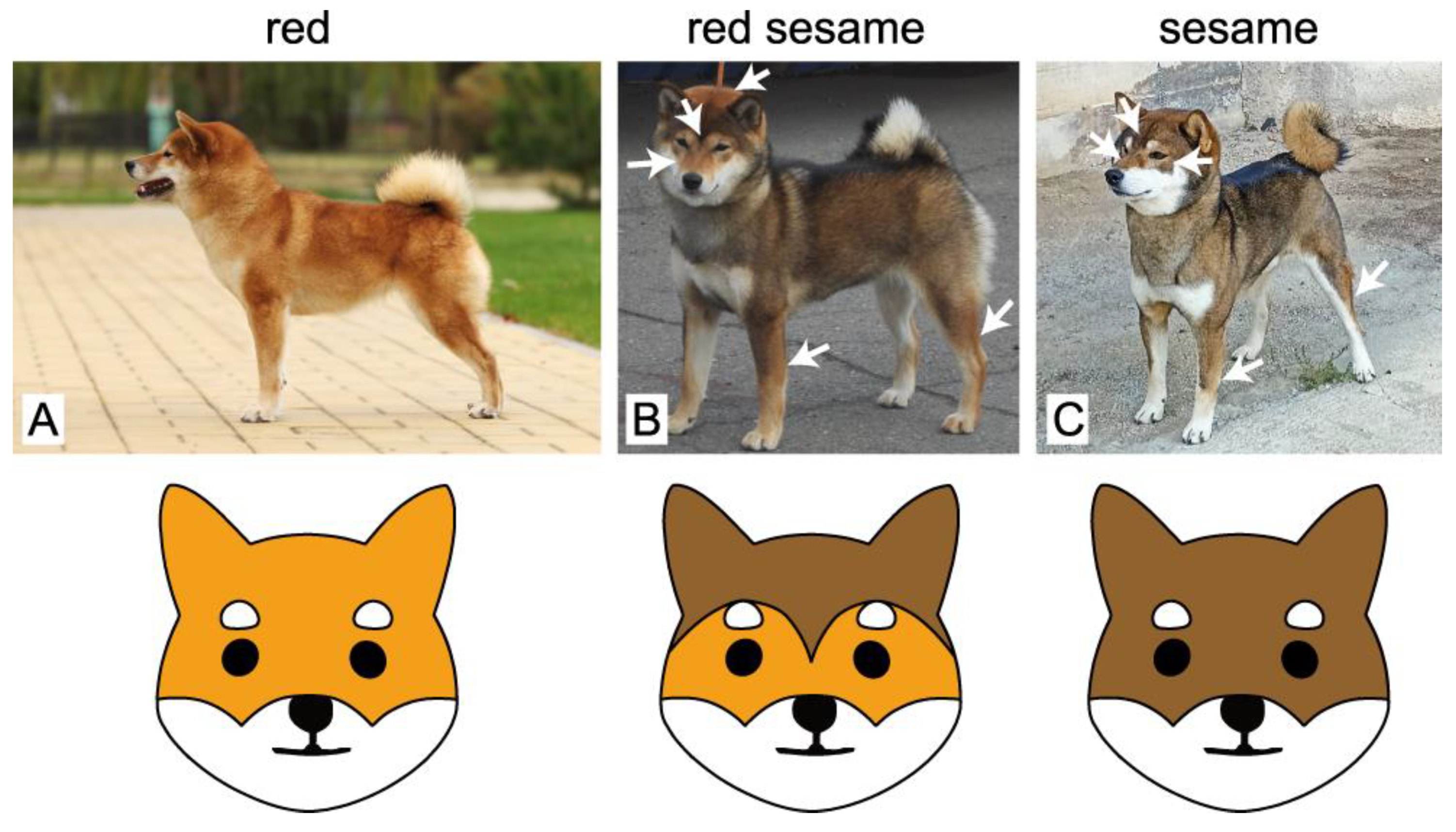 ovn deadlock klart Veterinary Sciences | Free Full-Text | ASIP Promoter Variants Predict the  Sesame Coat Color in Shiba Inu Dogs