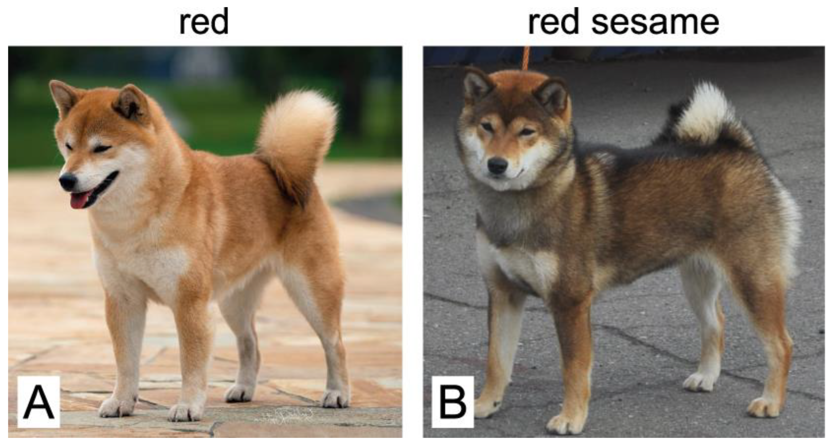 Veterinary Sciences | Free Full-Text | ASIP Promoter Variants Predict the  Sesame Coat Color in Shiba Inu Dogs