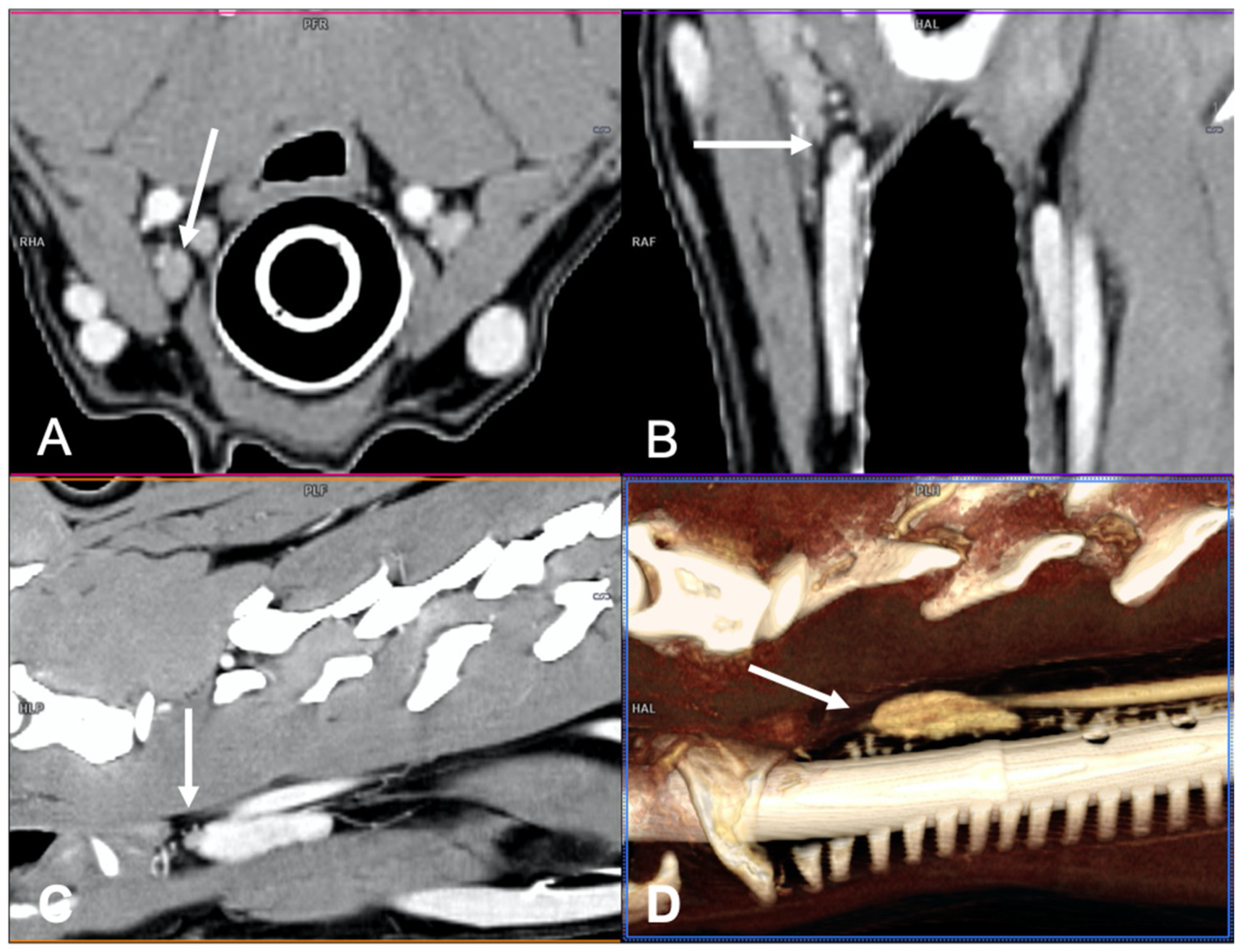 what happens if hyperparathyroidism is left untreated in dogs