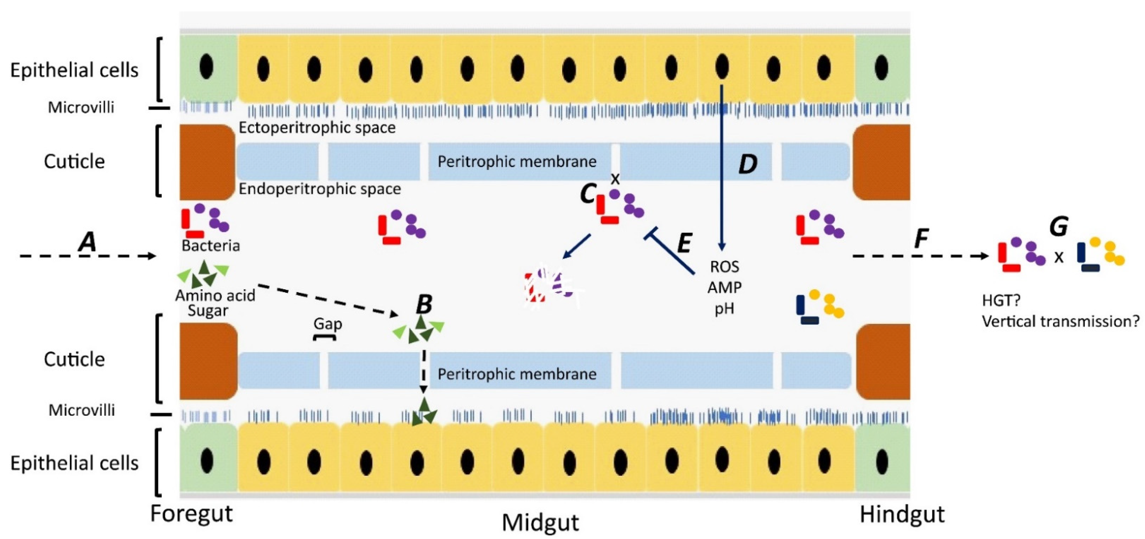 Vetsci 09 00300 g001