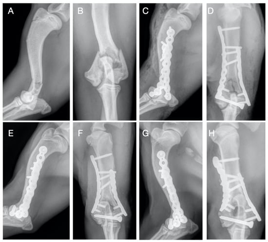 Veterinary Sciences | Free Full-Text | Treatment of Y-T Humeral