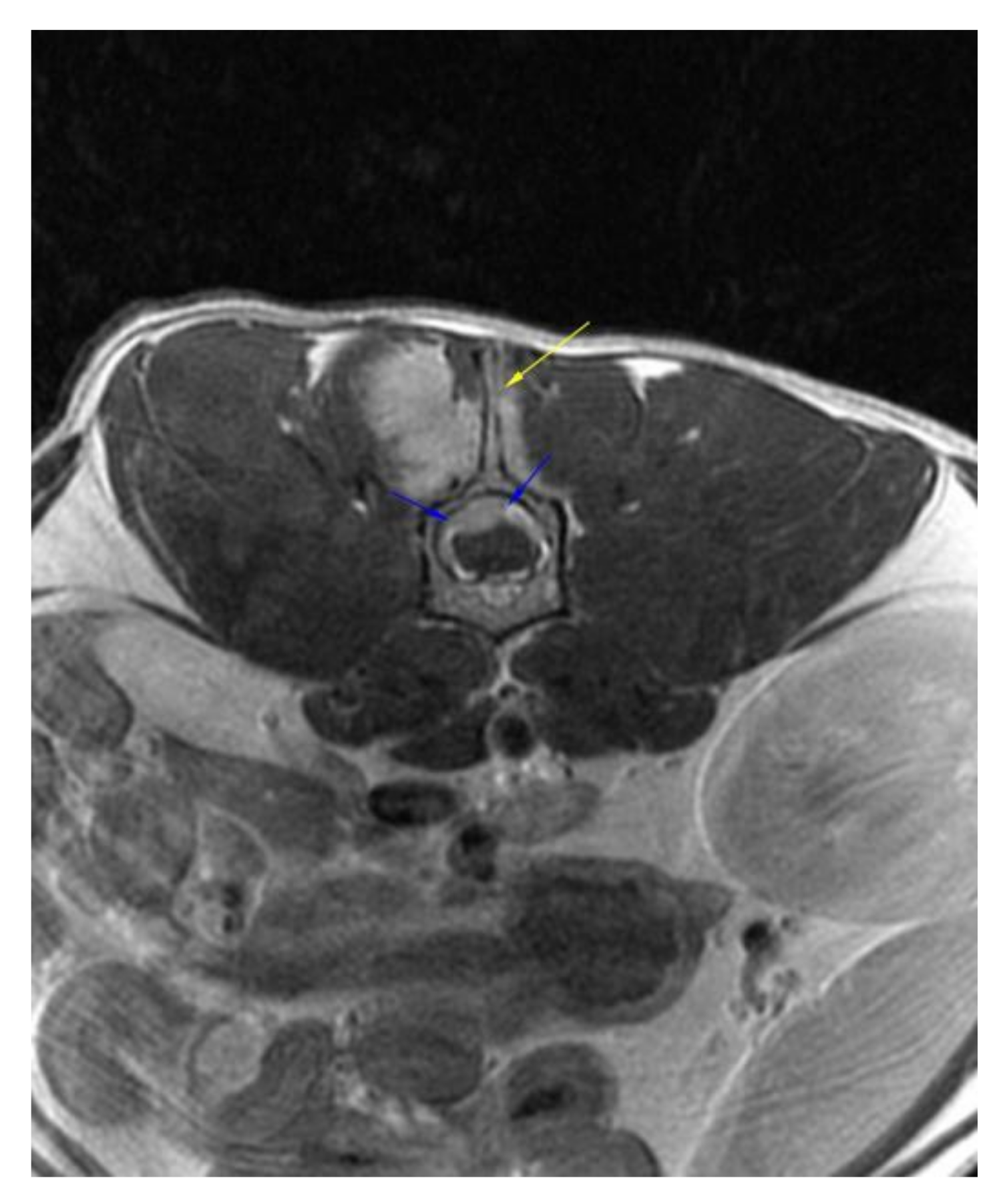 Vetsci 09 00315 g002