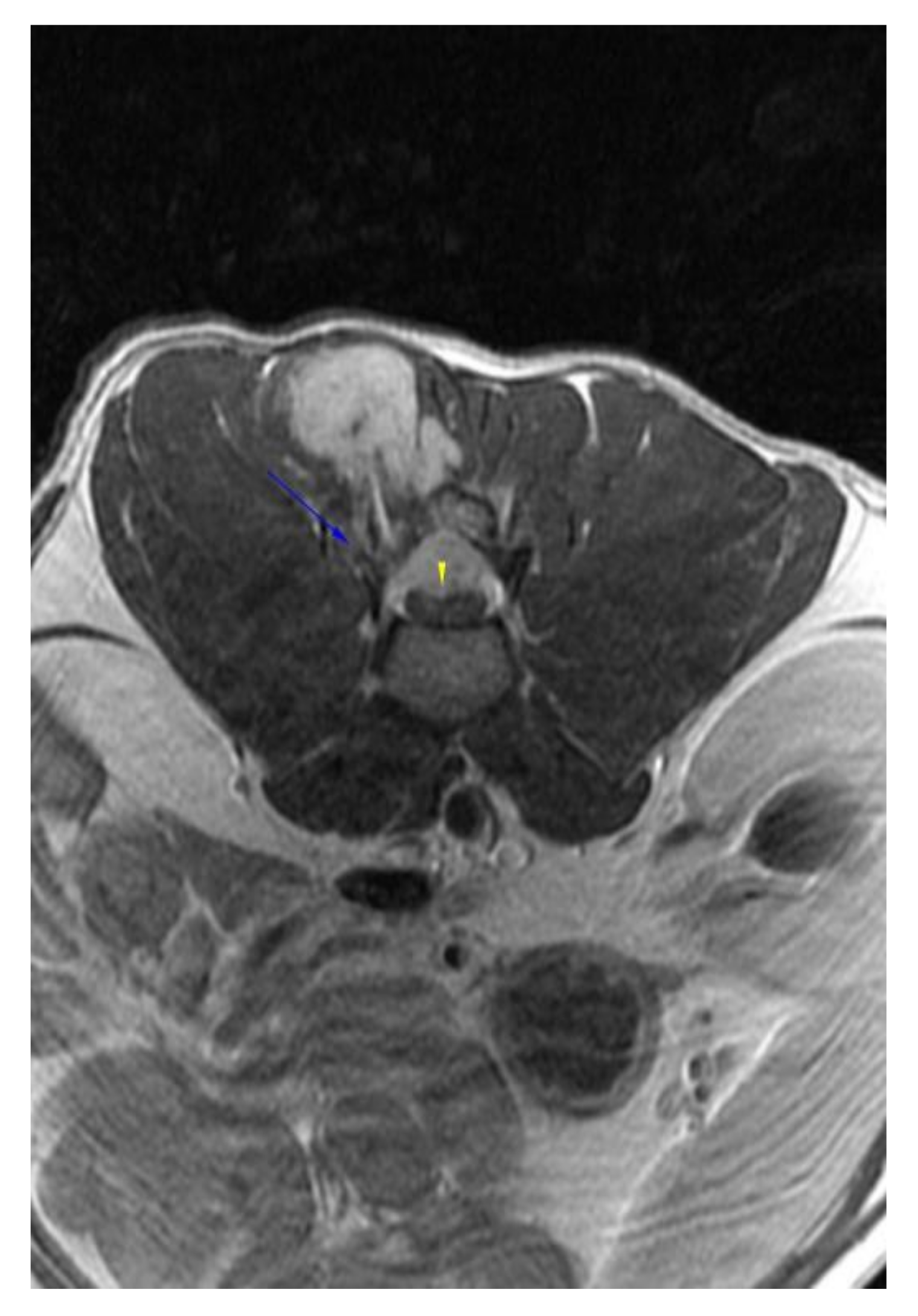 Vetsci 09 00315 g004