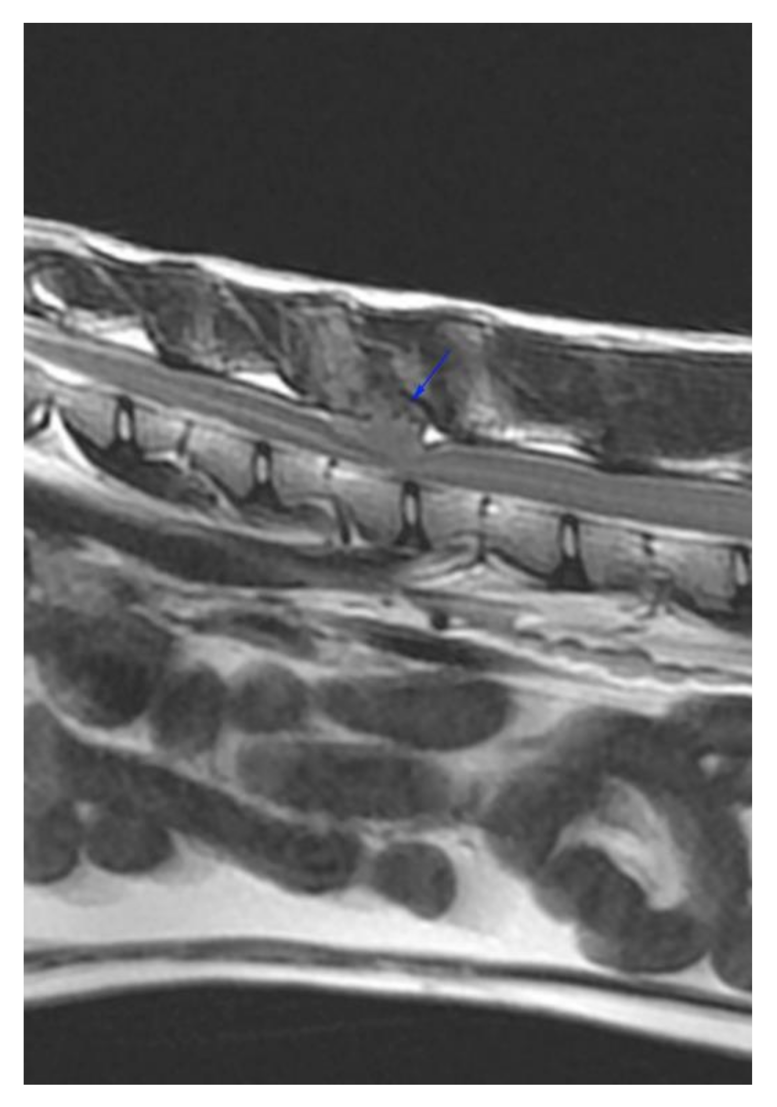 Vetsci 09 00315 g005