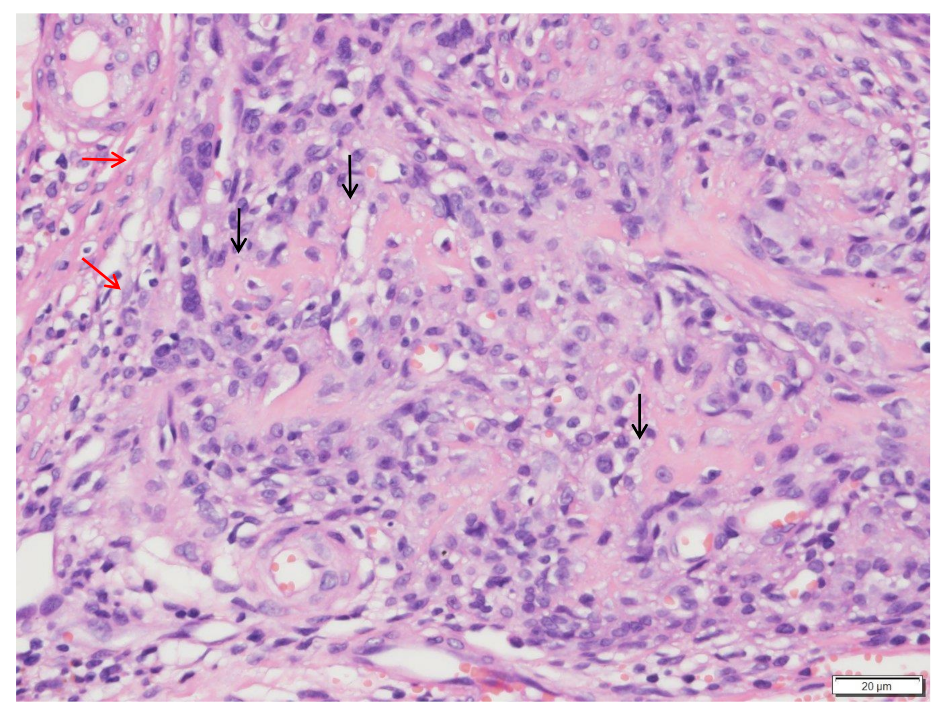 Vetsci 09 00315 g007