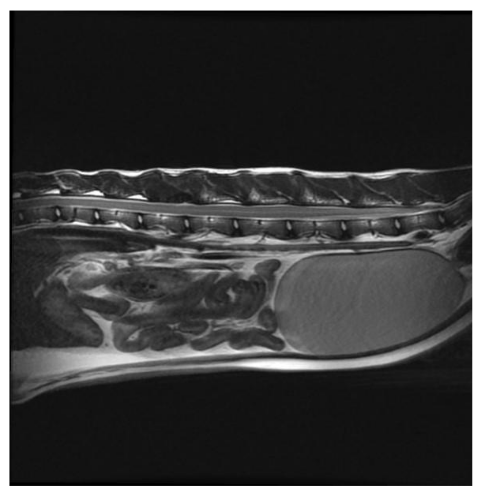 Vetsci 09 00315 g008