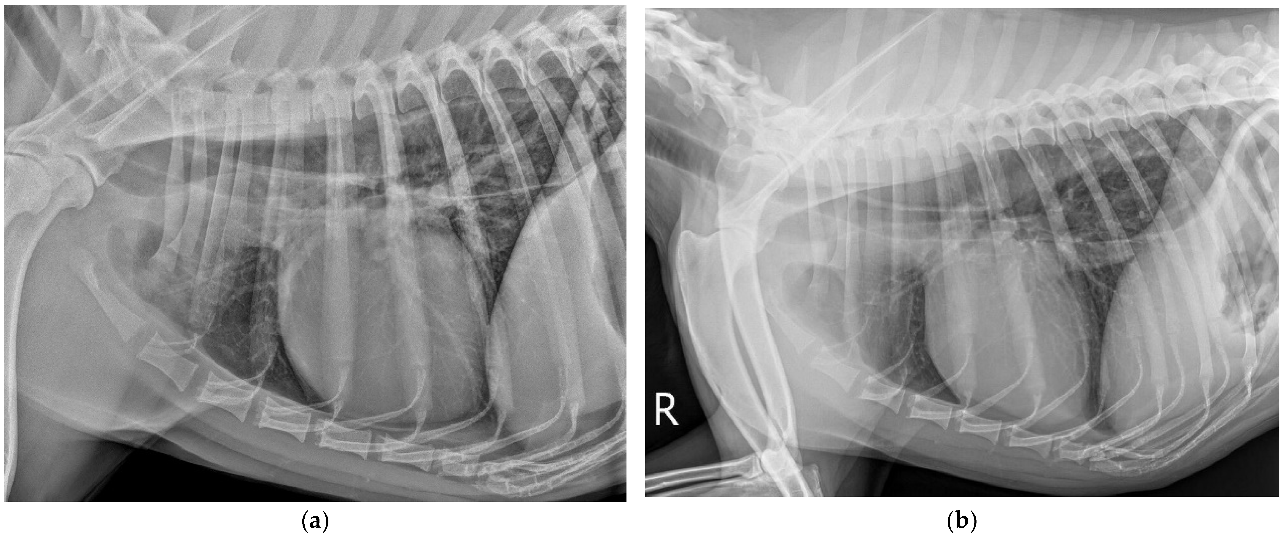 Vetsci 09 00318 g001