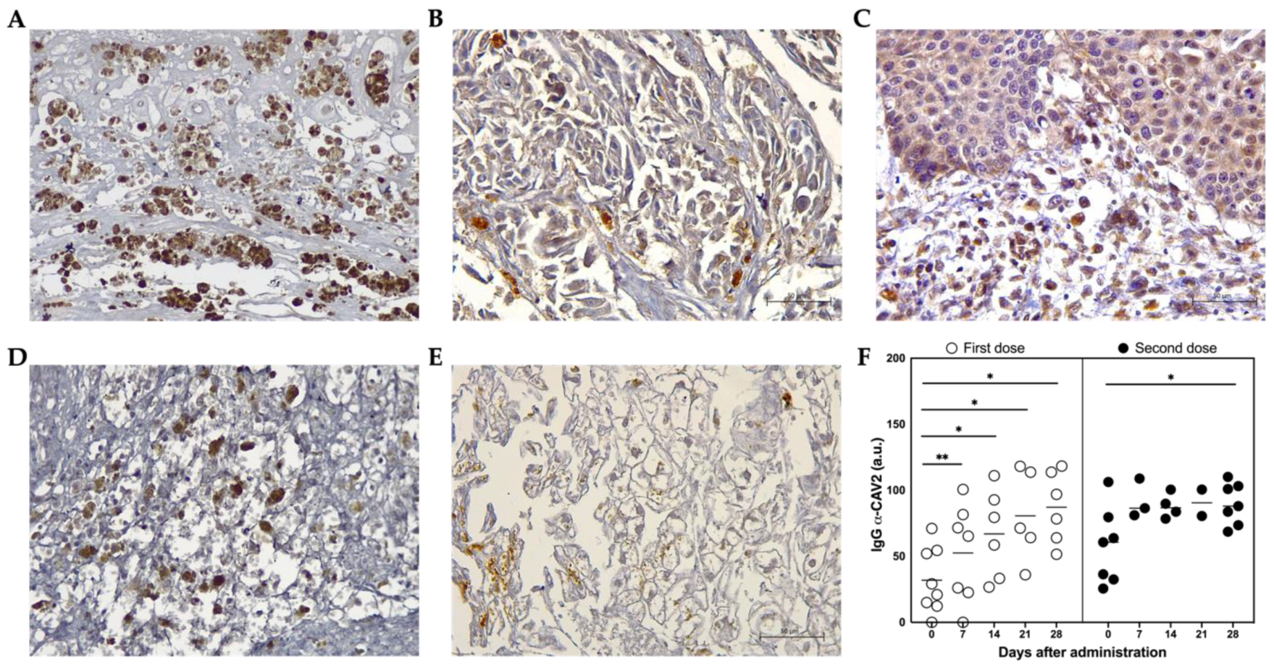 Vetsci 09 00327 g006