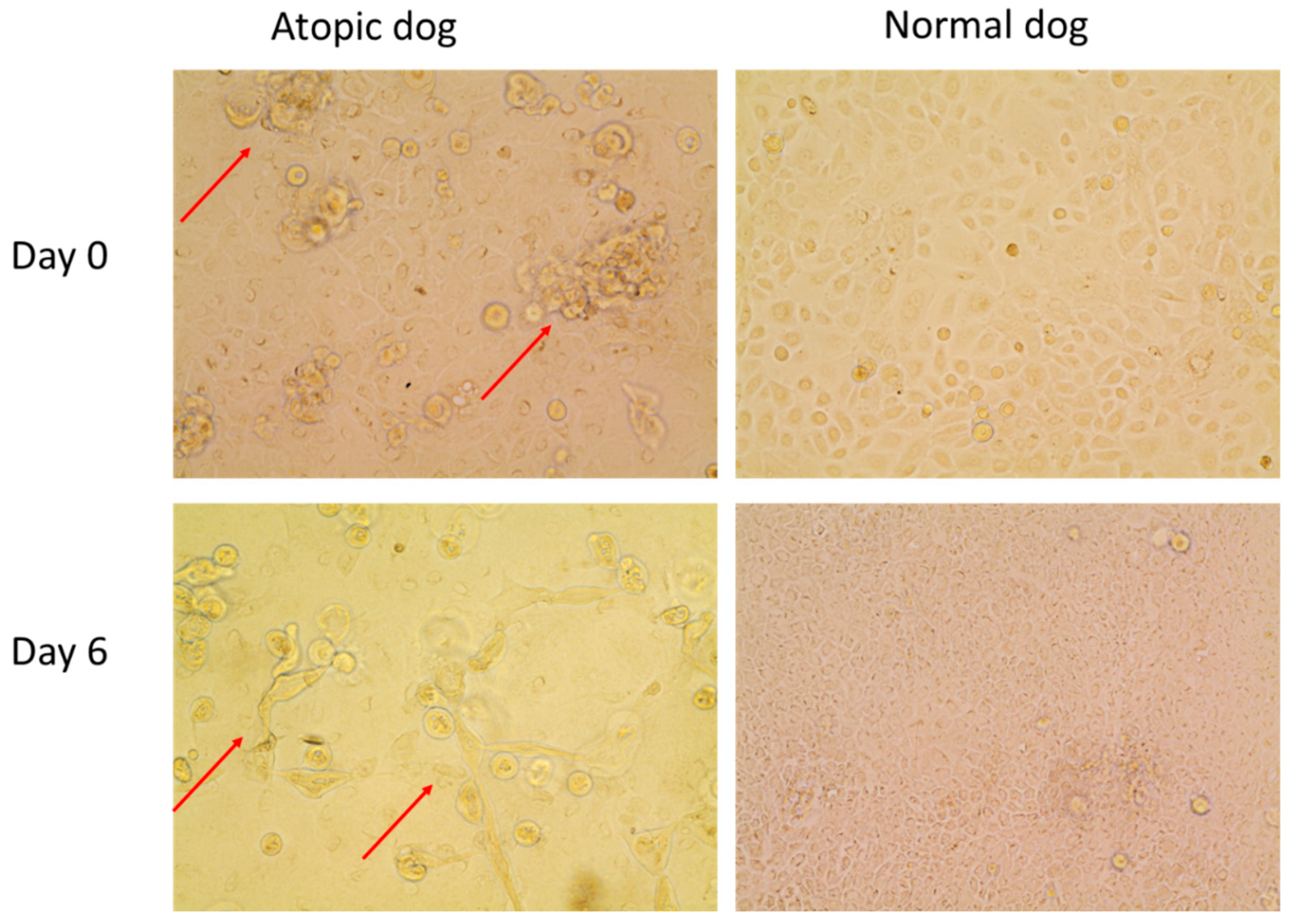 Vetsci 09 00329 g010 Vetsci 09 00329 g010