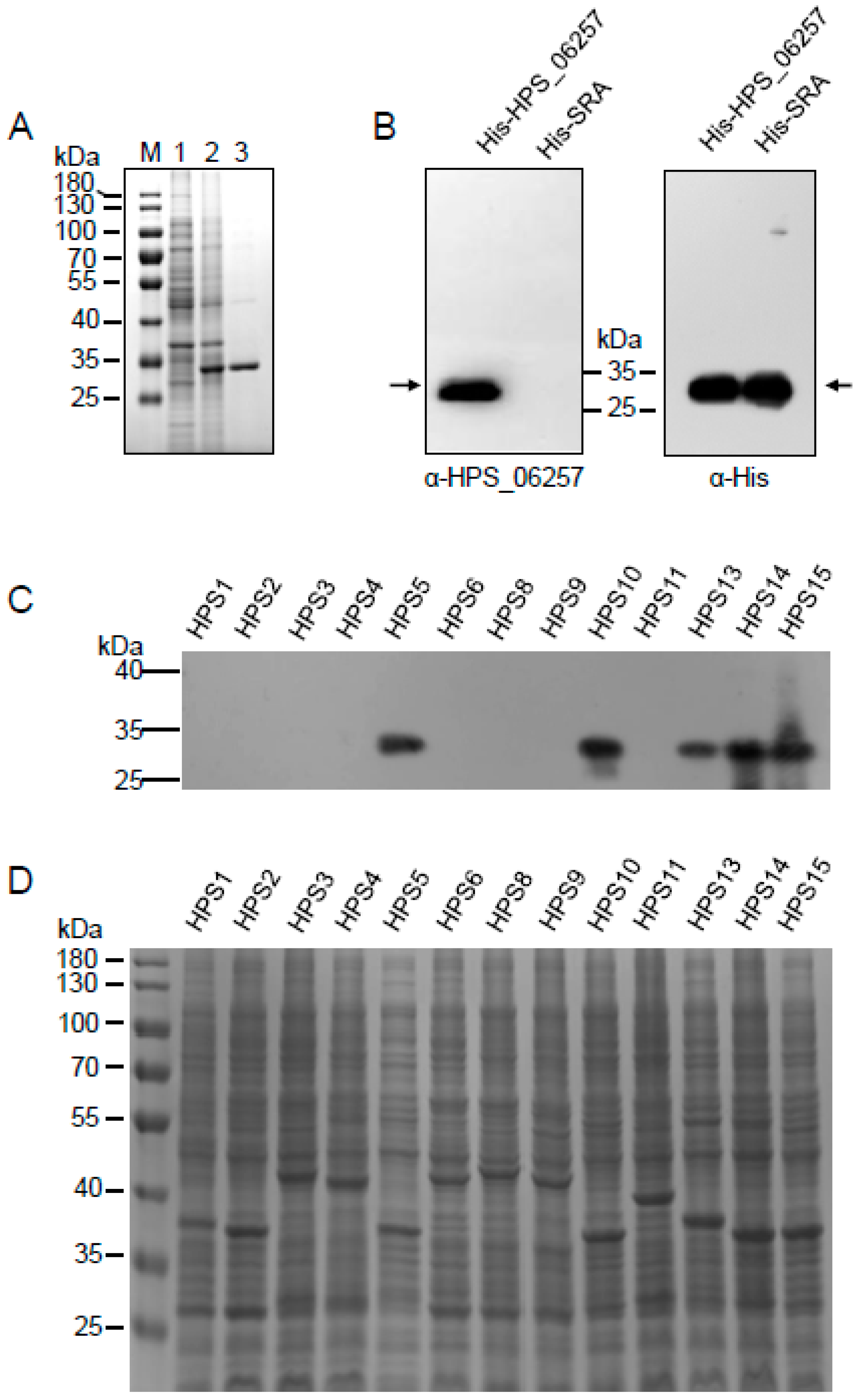 Vetsci 09 00342 g002