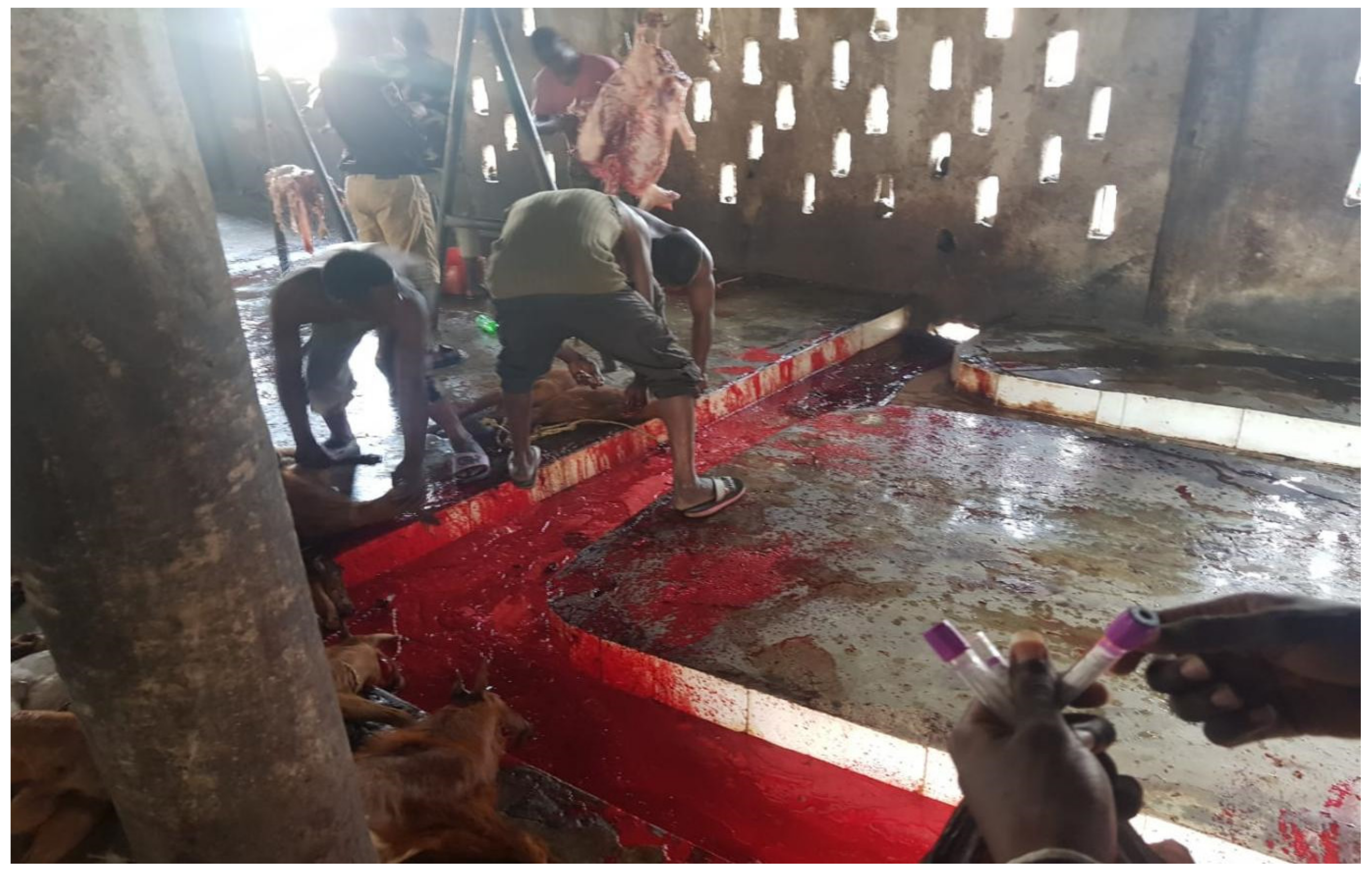 Vetsci 09 00384 g006 Vetsci 09 00384 g006