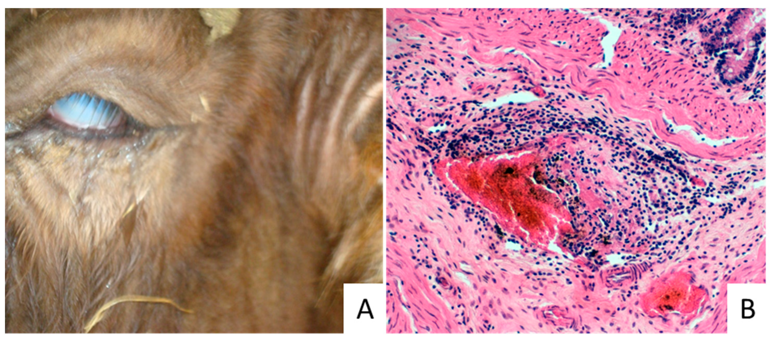 Vetsci 09 00442 g001