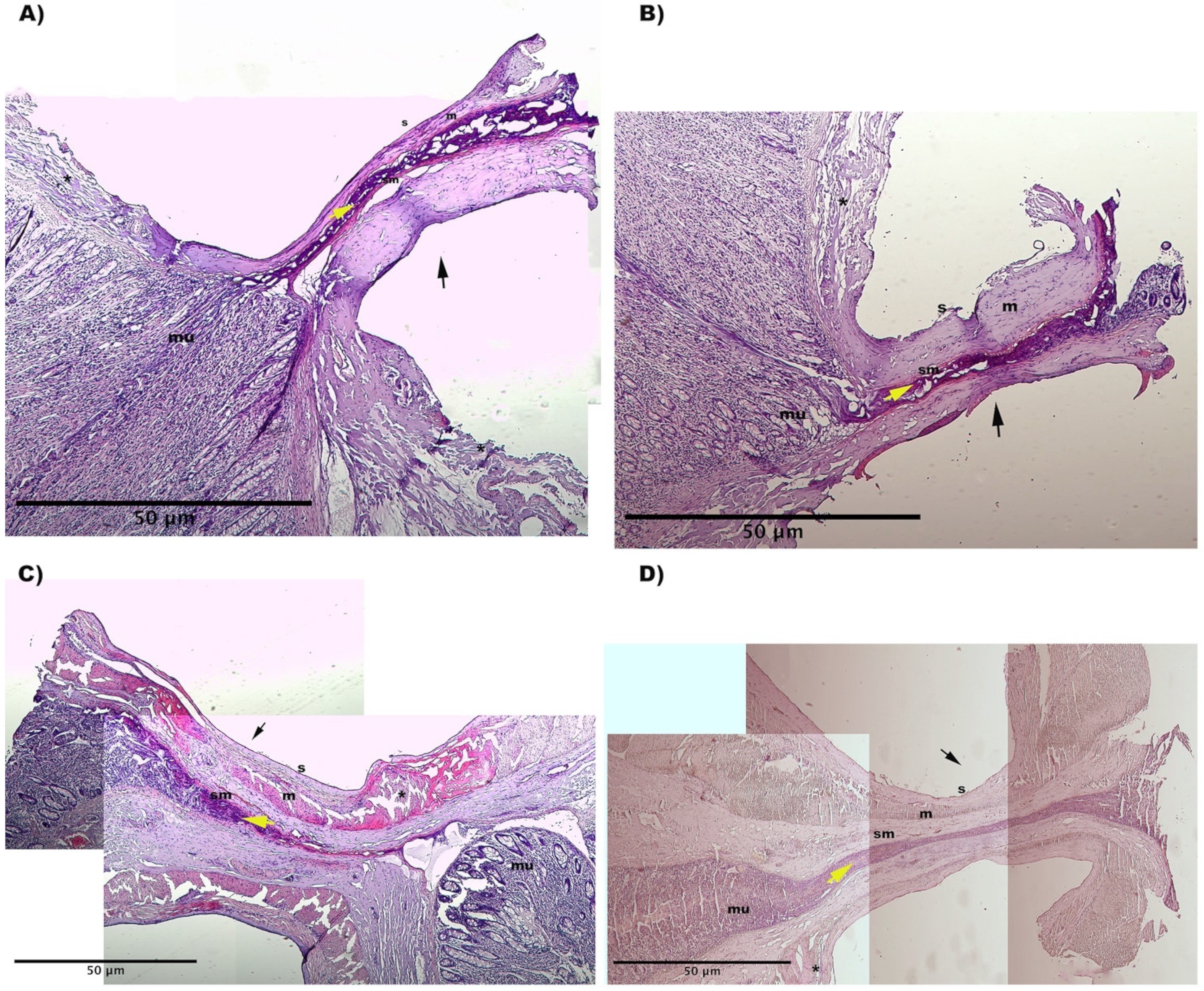 Vetsci 09 00445 g004 Vetsci 09 00445 g004