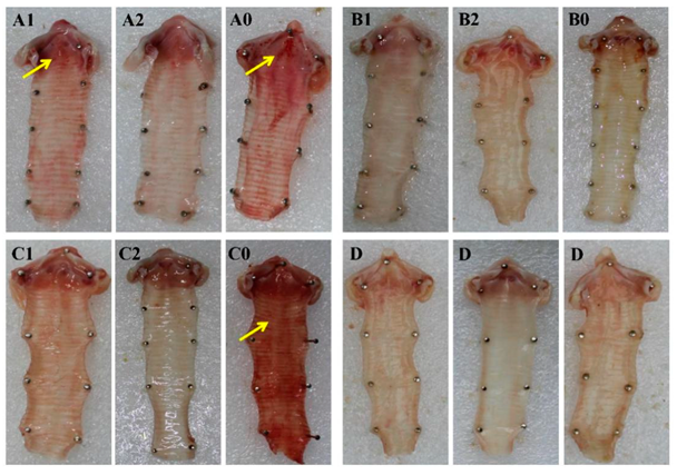 Vetsci 09 00458 g005