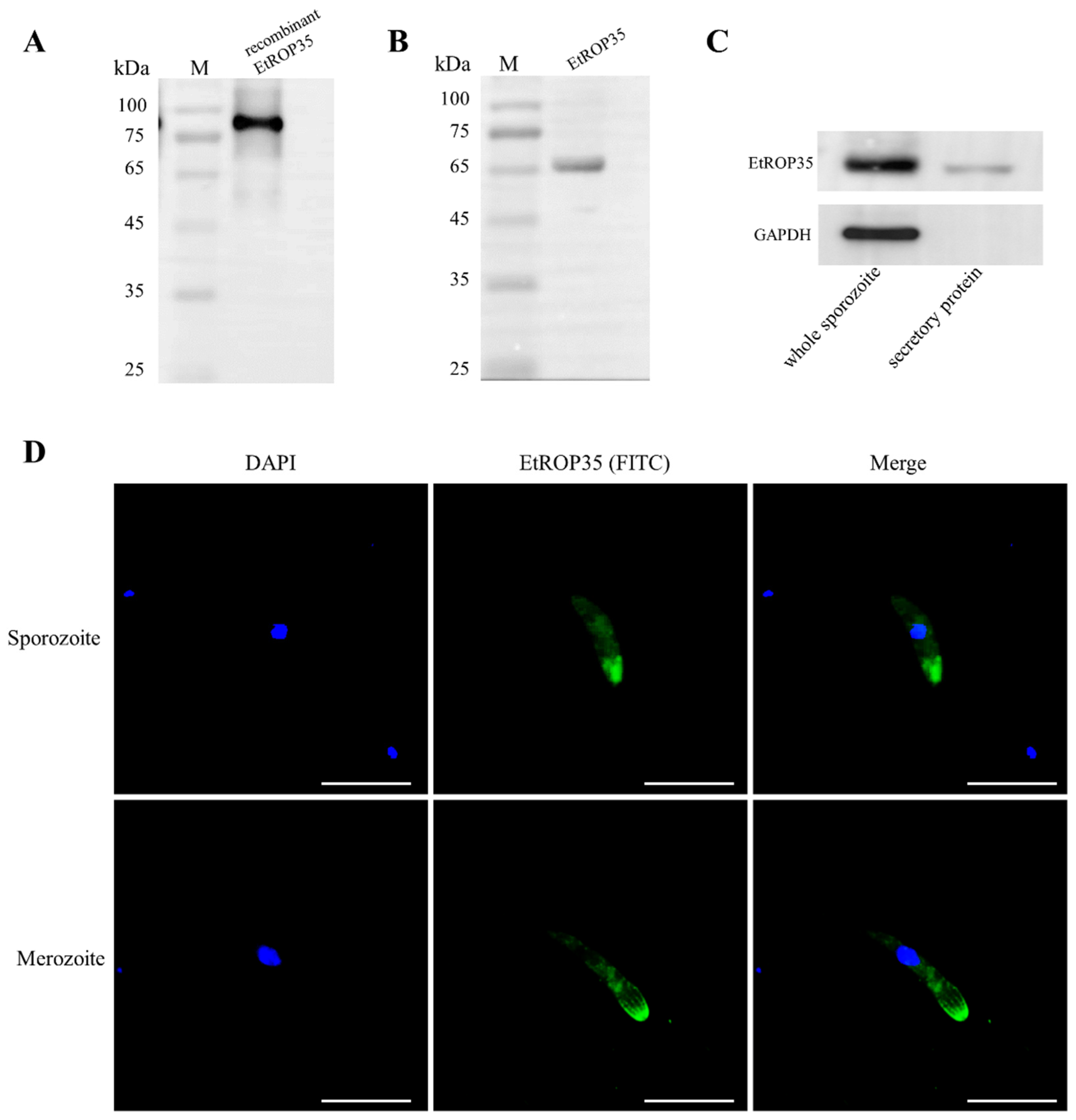 Vetsci 09 00465 g002
