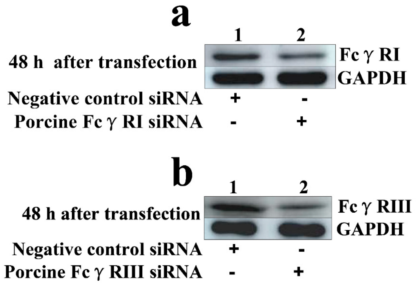 Vetsci 09 00470 g003