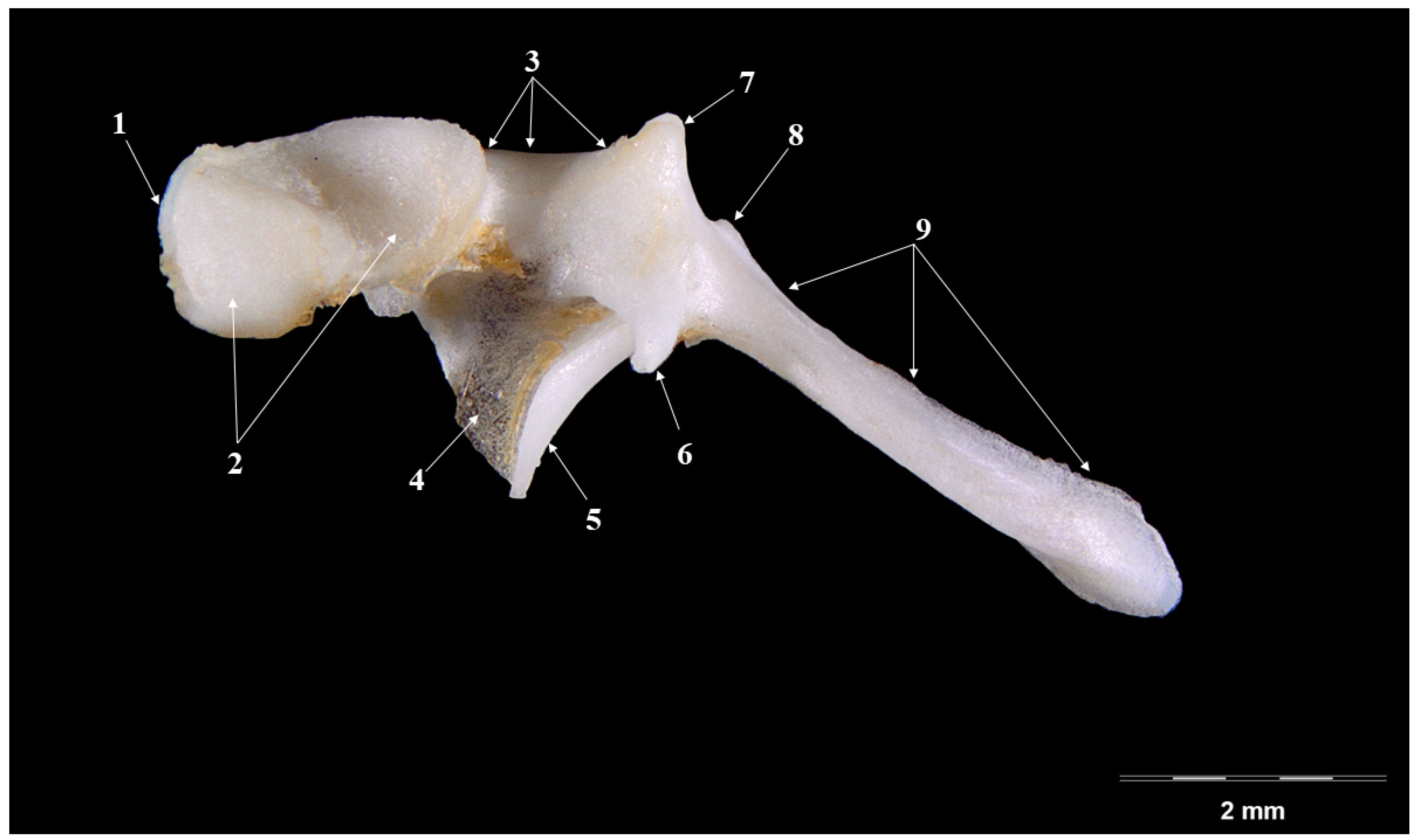 Veterinary Sciences | Free Full-Text | Morphological and Morphometrical  Aspects of the Auditory Ossicles in the European Badger (Meles Meles) | HTML