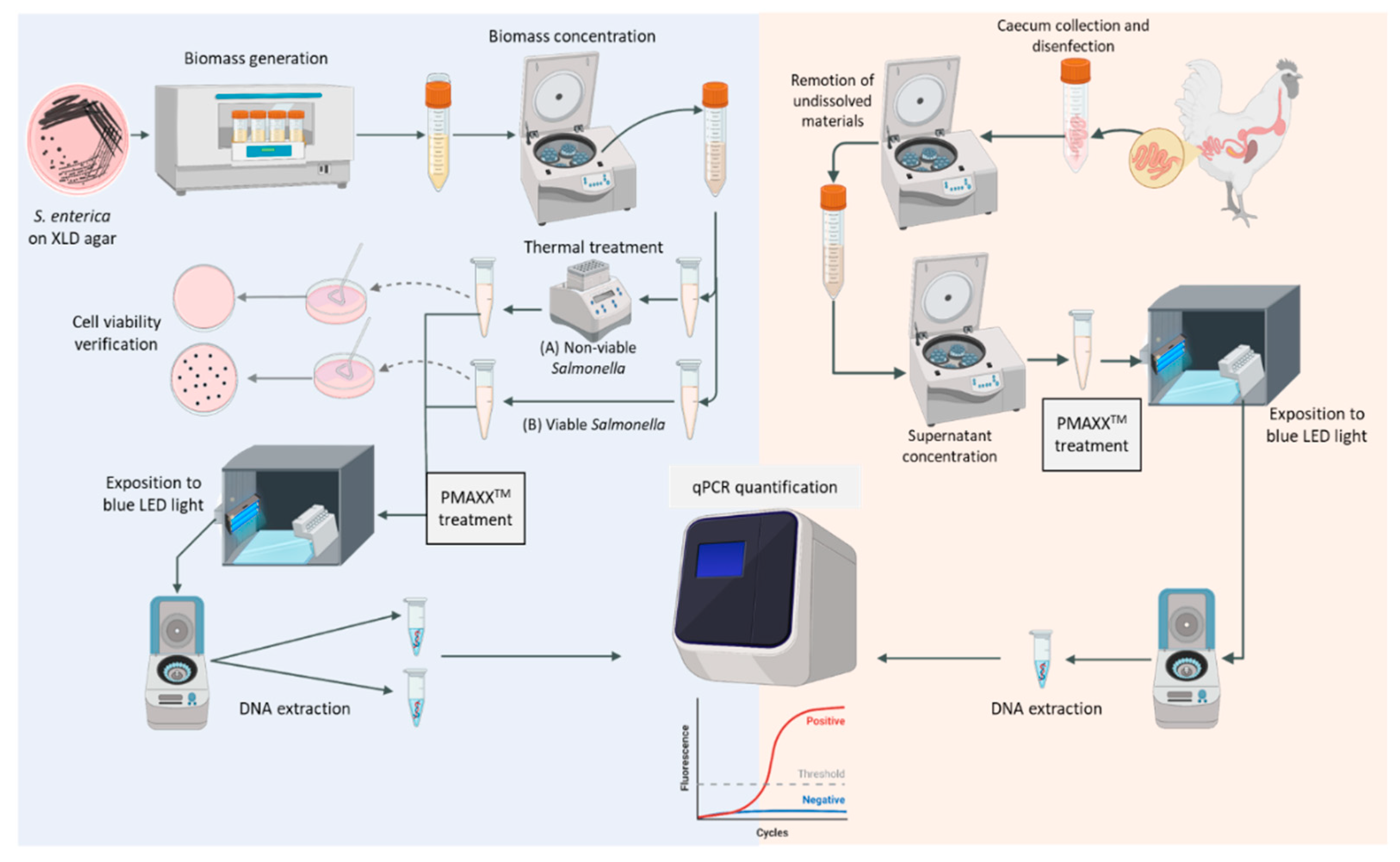 Veterinary Sciences | Free Full-Text | A PMAxxTM qPCR Assay 