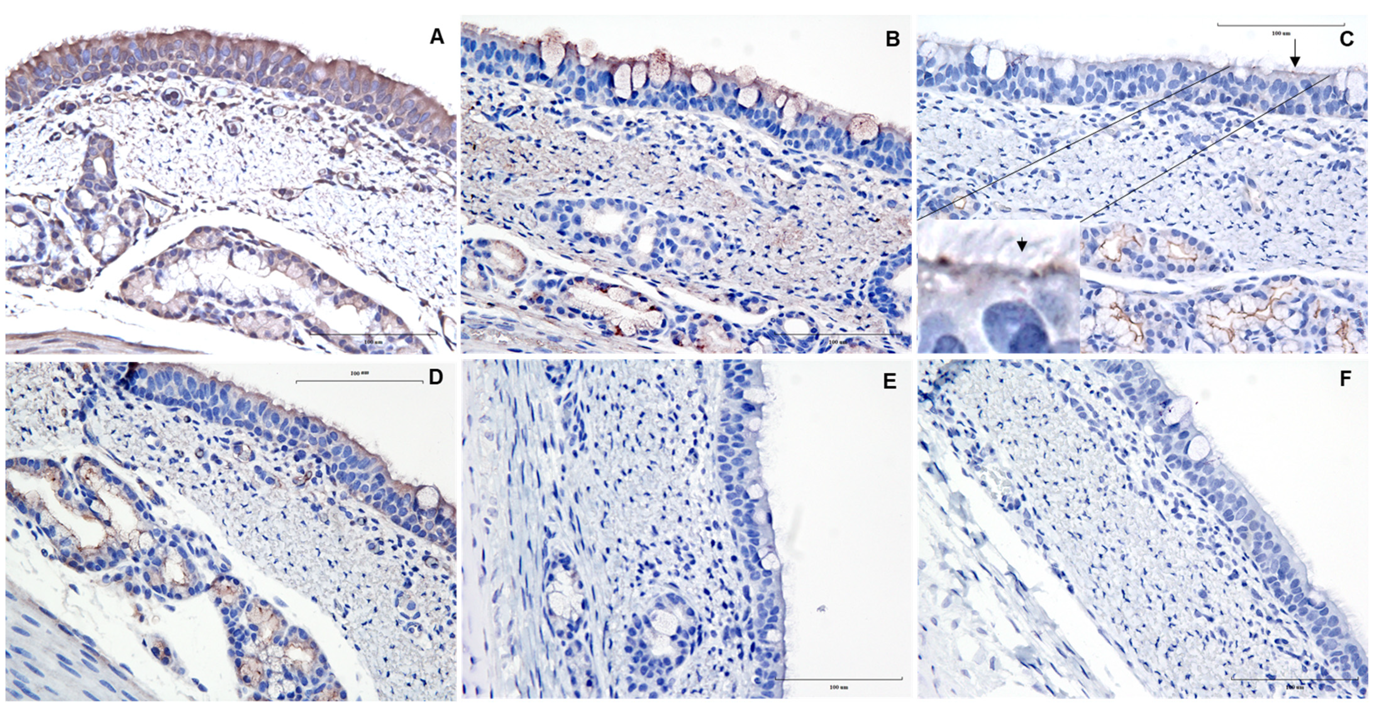 Vetsci 09 00500 g001