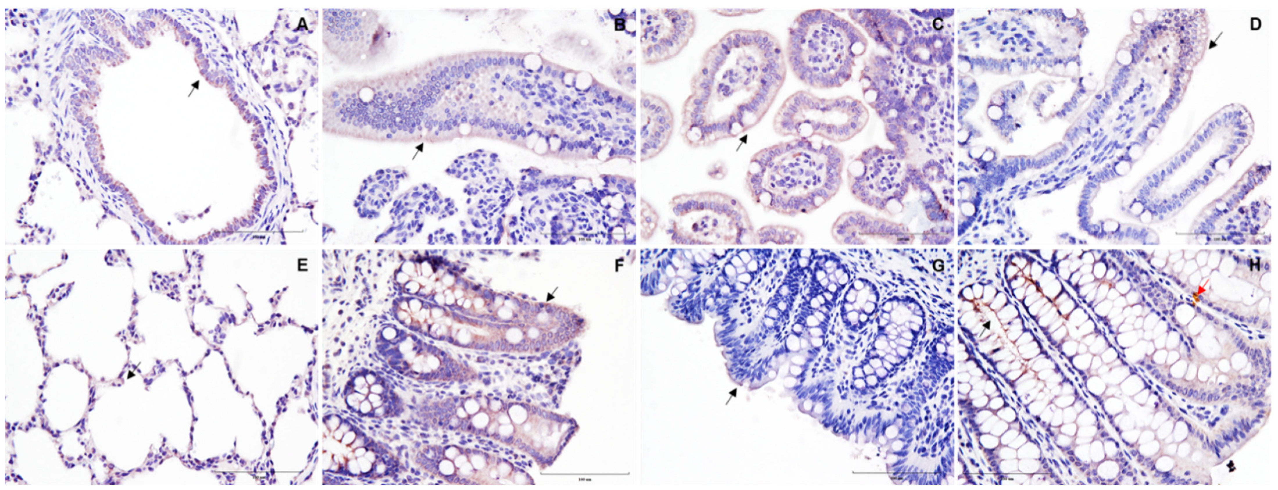 Vetsci 09 00500 g002